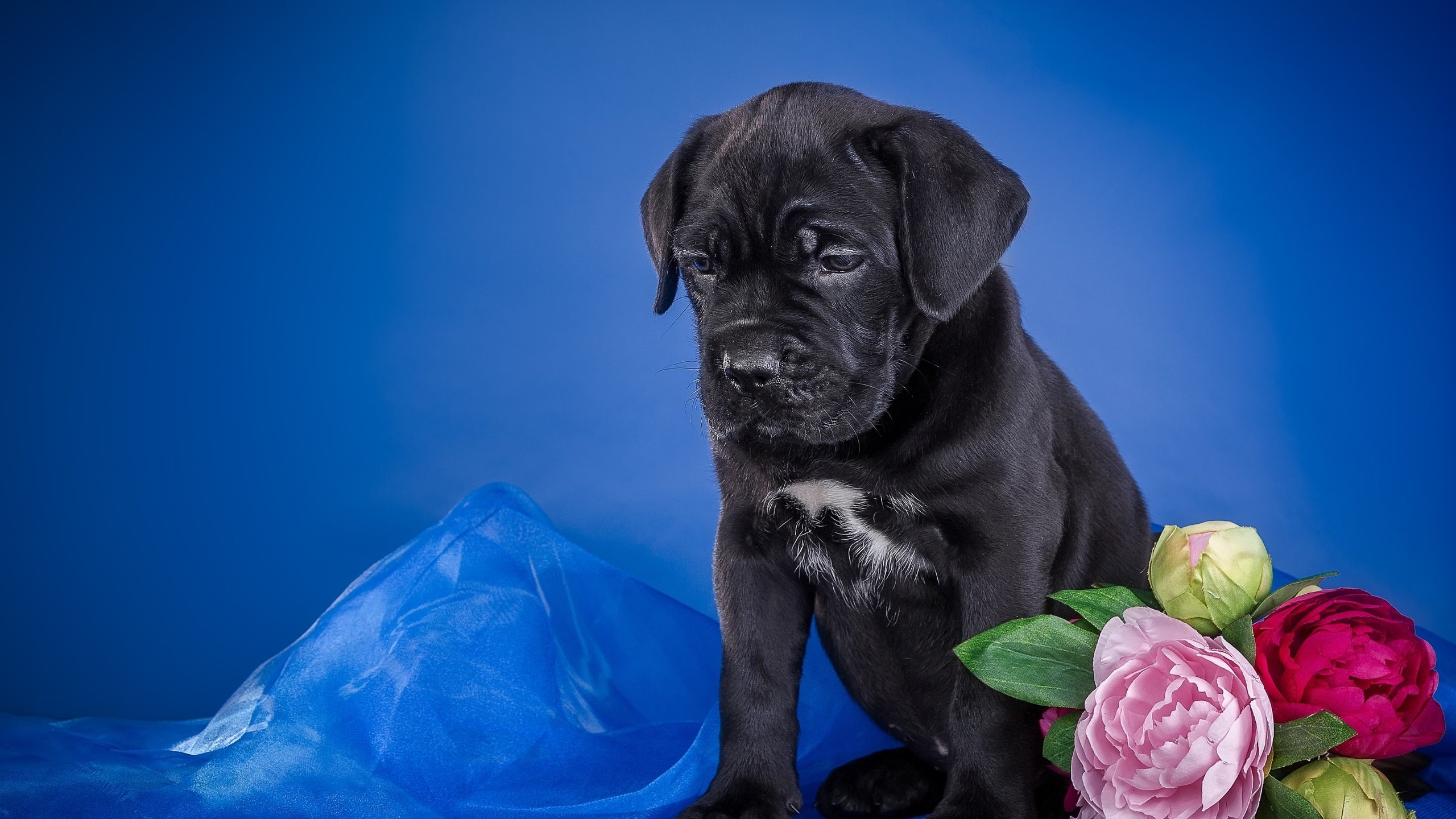 Обои цветы, щенок, ткань, кане-корсо, flowers, puppy, fabric, cane corso разрешение 3300x2219 Загрузить