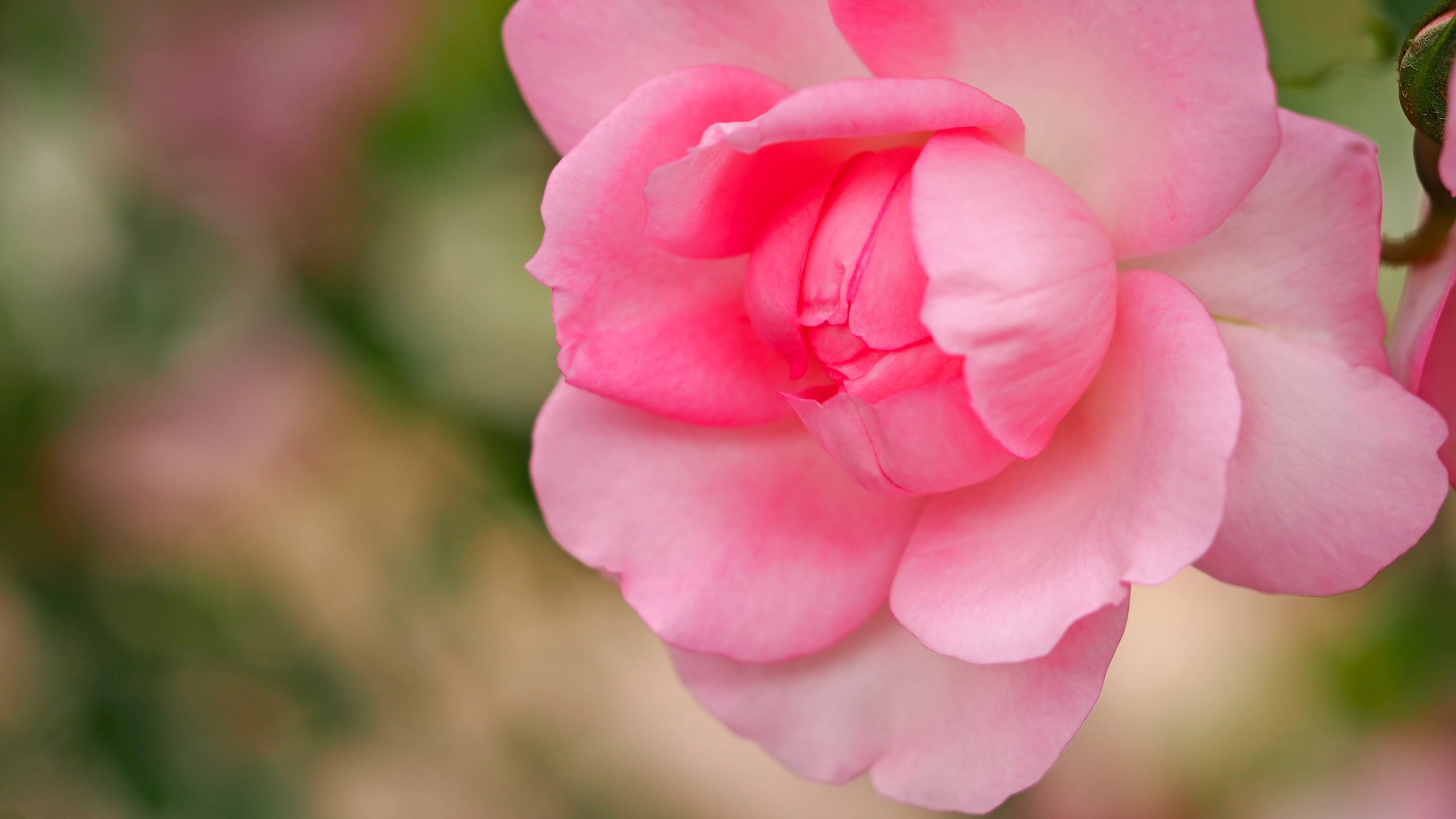 Обои макро, роза, лепестки, бутон, розовая, боке, macro, rose, petals, bud, pink, bokeh разрешение 4608x3456 Загрузить