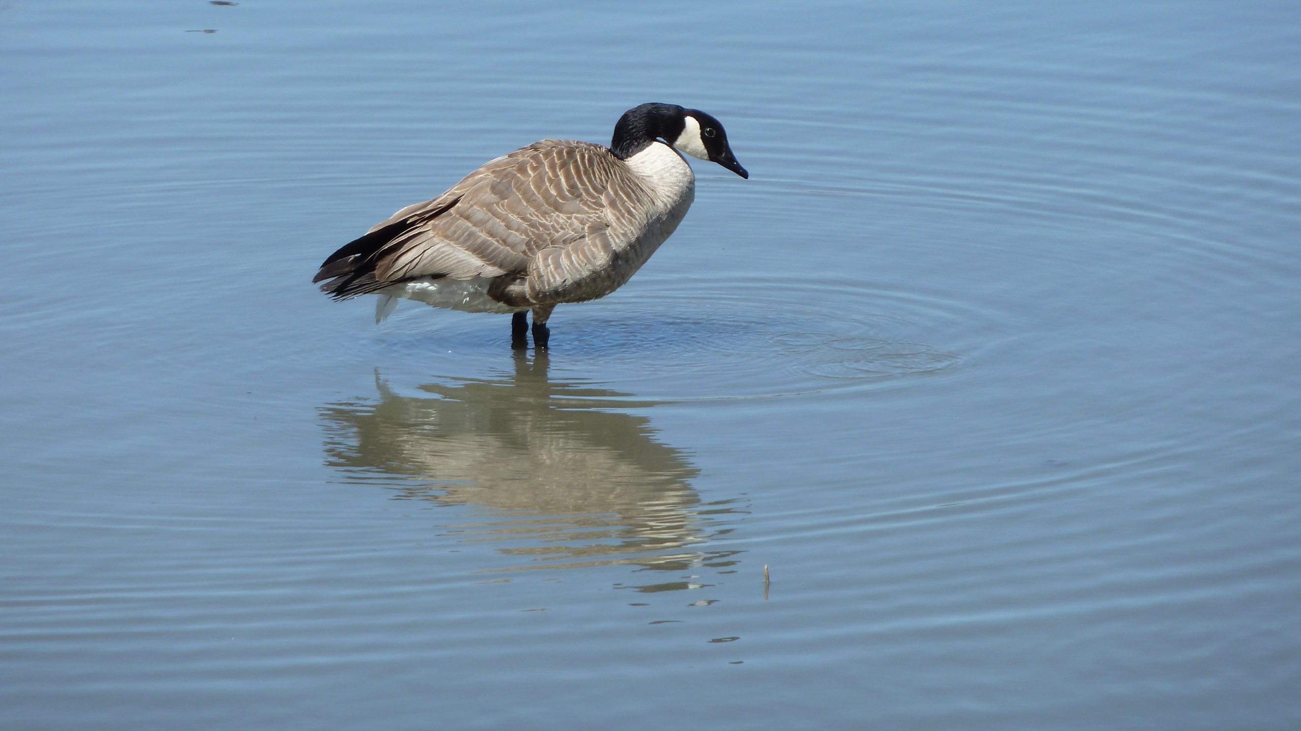 Обои вода, птица, канада, гусь, птаха, canada goose, water, bird, canada, goose разрешение 4000x3000 Загрузить