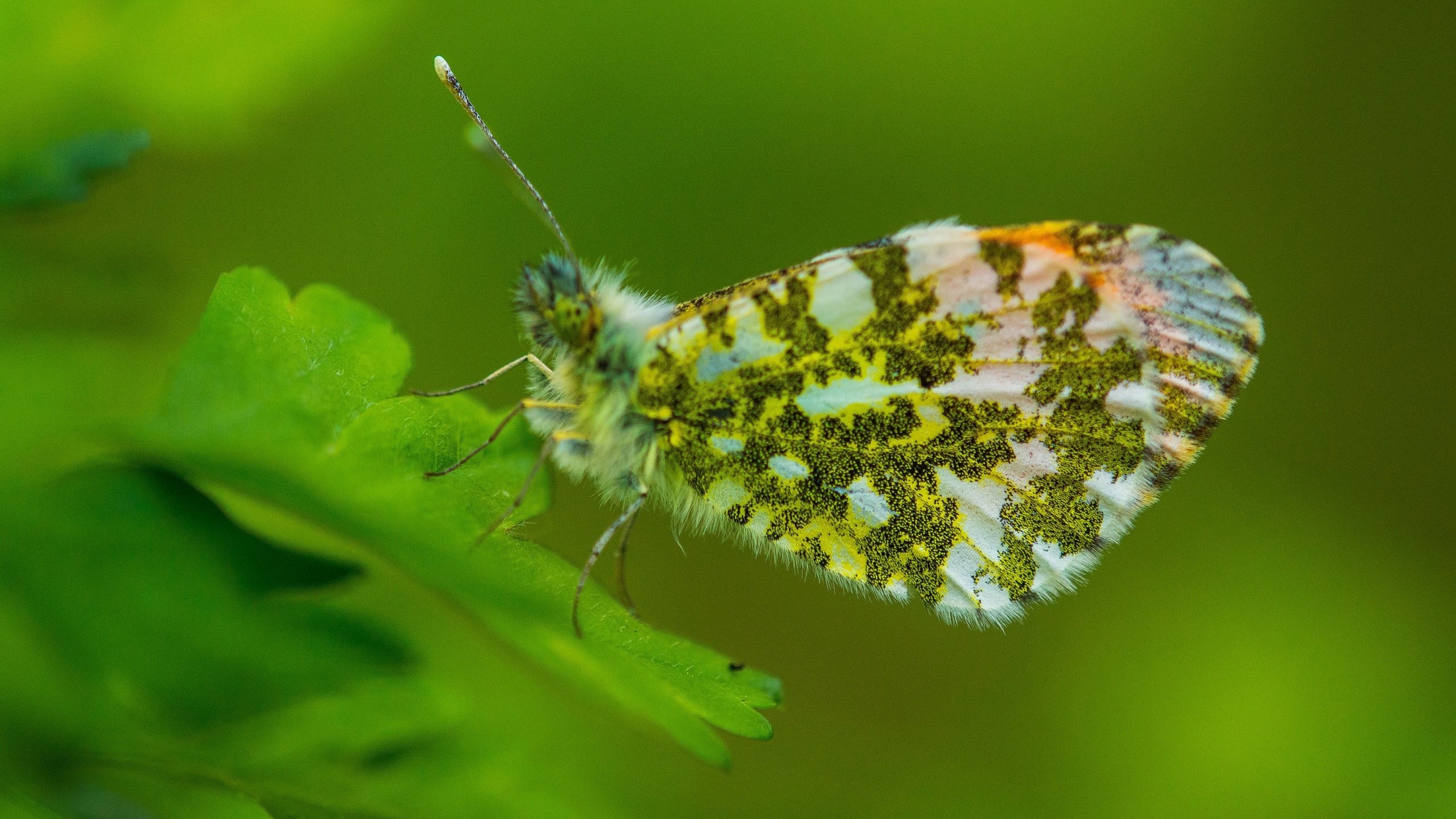 Обои листья, насекомое, бабочка, насекомые, зеленые,  листья, грин, leaves, insect, butterfly, insects, green разрешение 2880x1921 Загрузить