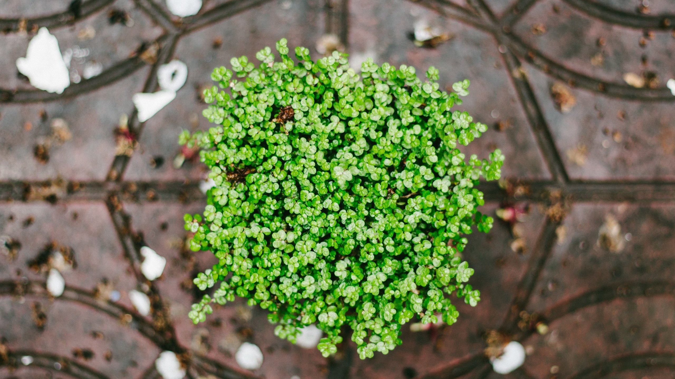 Обои лепестки, зеленые, растение, petals, green, plant разрешение 4907x3271 Загрузить