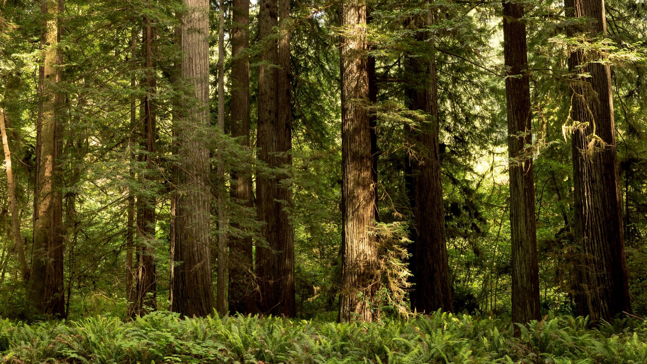 Обои деревья, зелень, лес, парк, сша, калифорния, папоротник, redwood national and state parks, redwood national state parks, trees, greens, forest, park, usa, ca, fern разрешение 2880x1728 Загрузить