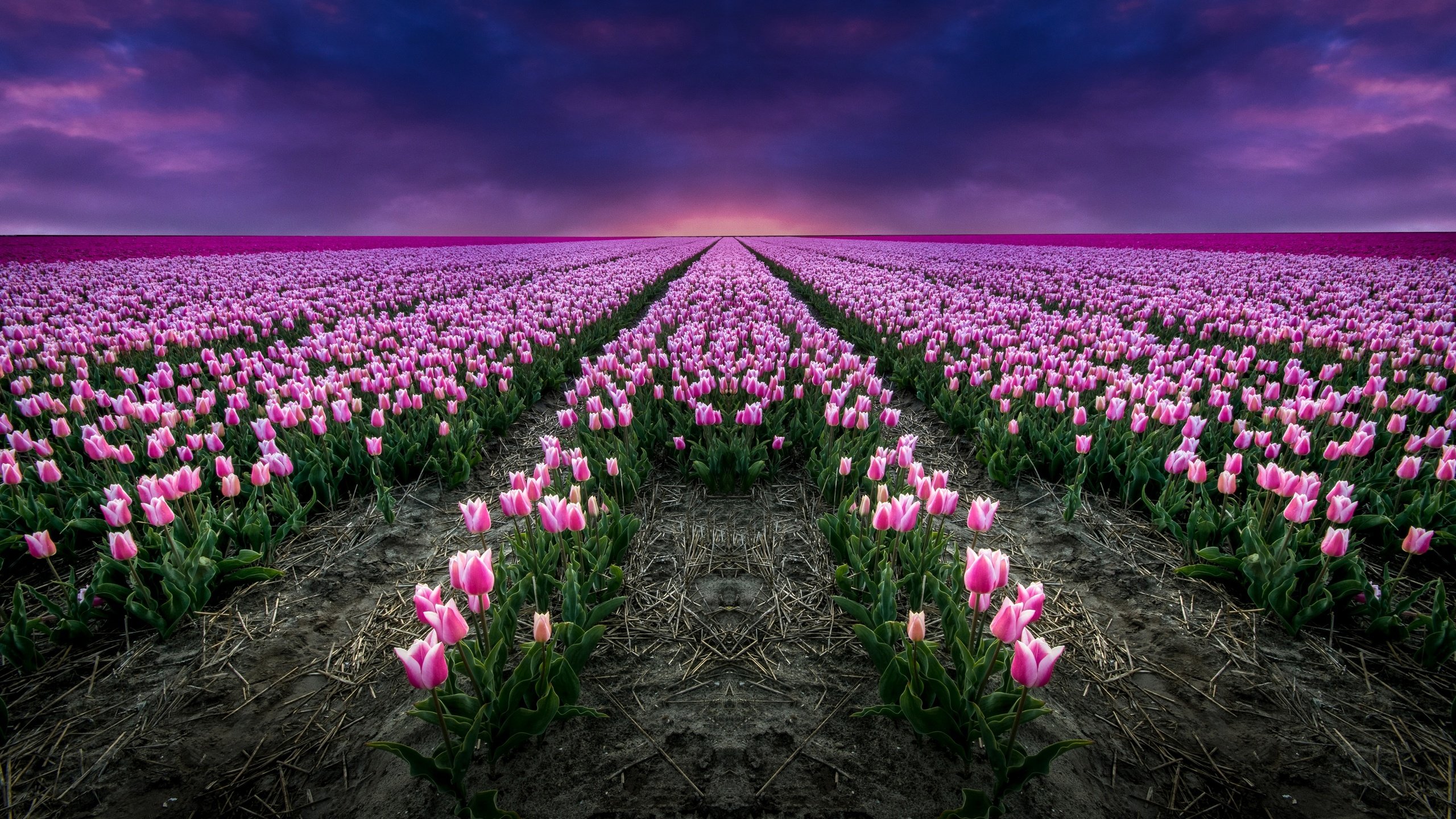 Обои цветы, поле, тюльпаны, розовые, flowers, field, tulips, pink разрешение 2880x1674 Загрузить