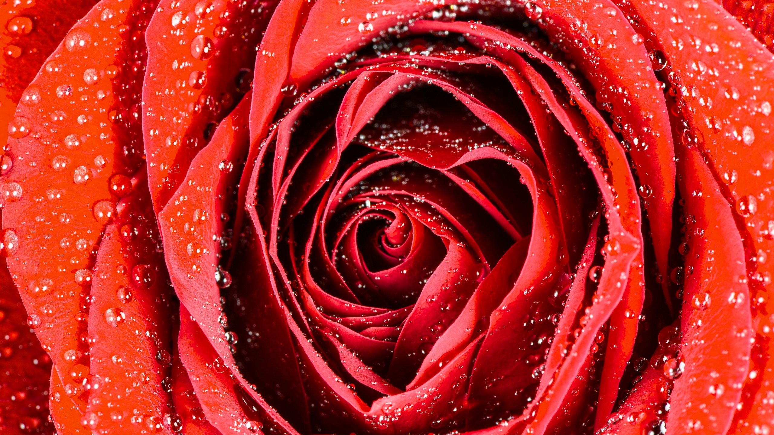 Обои макро, капли, роза, бутон, macro, drops, rose, bud разрешение 2880x1923 Загрузить