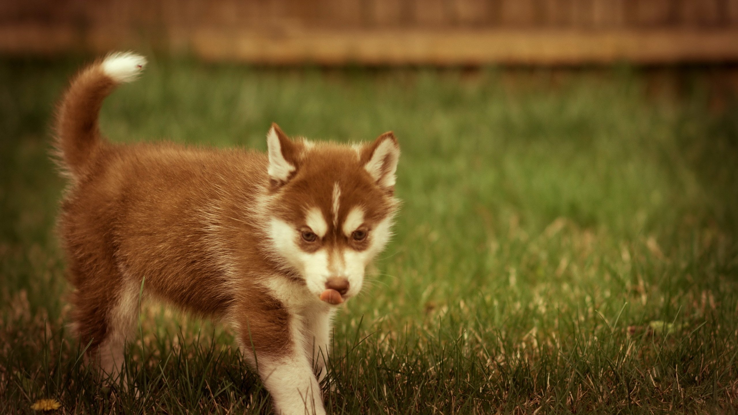 Обои лето, собака, щенок, хаска, газон, summer, dog, puppy, husky, lawn разрешение 2560x1600 Загрузить