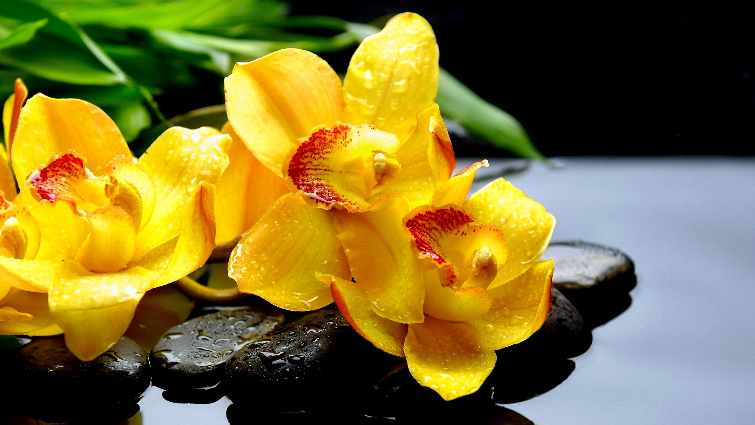 Обои цветы, орхидеи, камни, макро, отражение, капли, жёлтая, желтые, орхидея, чёрные, black, flowers, orchids, stones, macro, reflection, drops, yellow, orchid разрешение 2880x1800 Загрузить