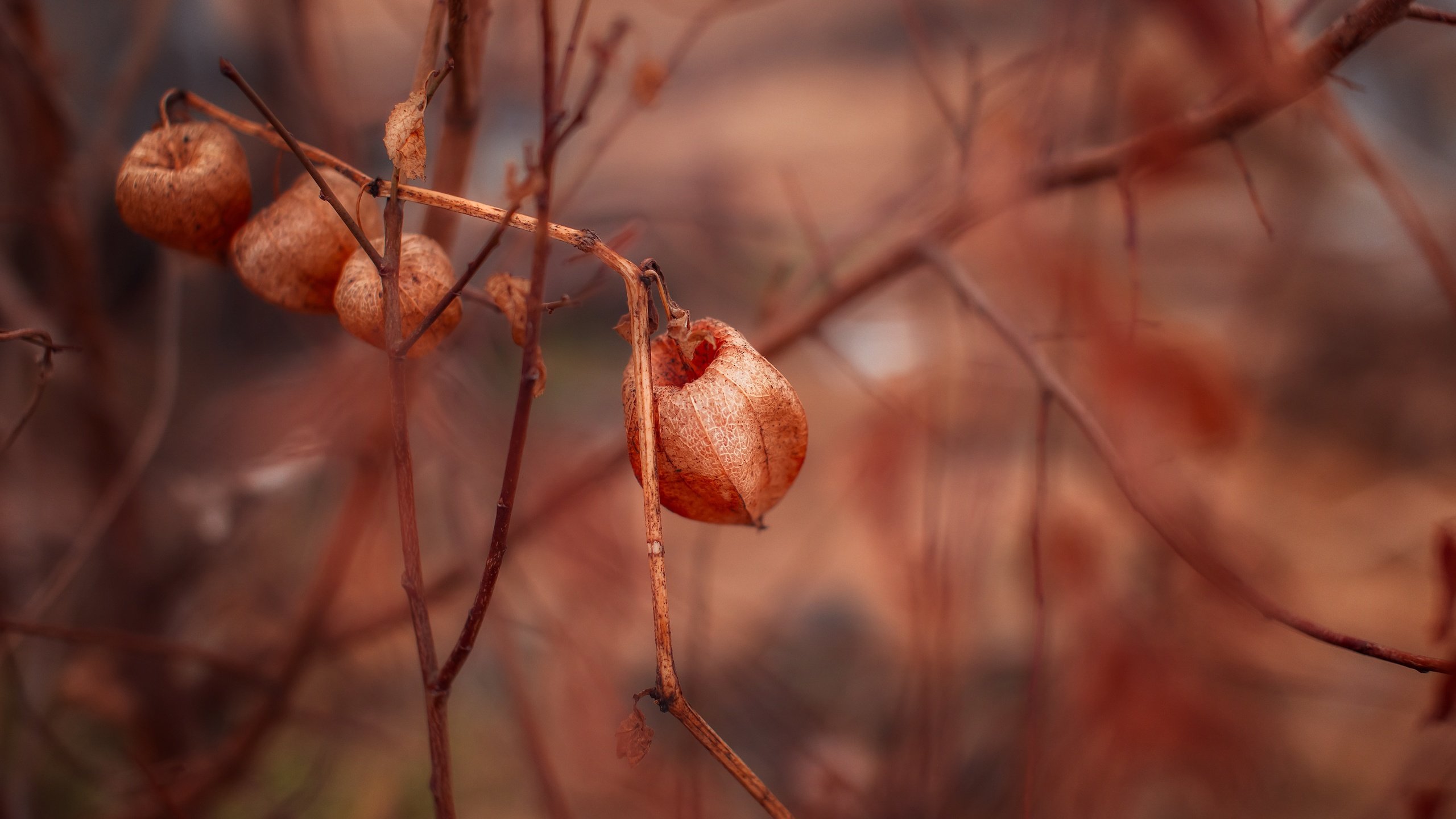 Обои природа, макро, цветок, ветки, растение, физалис, nature, macro, flower, branches, plant, physalis разрешение 5472x3648 Загрузить