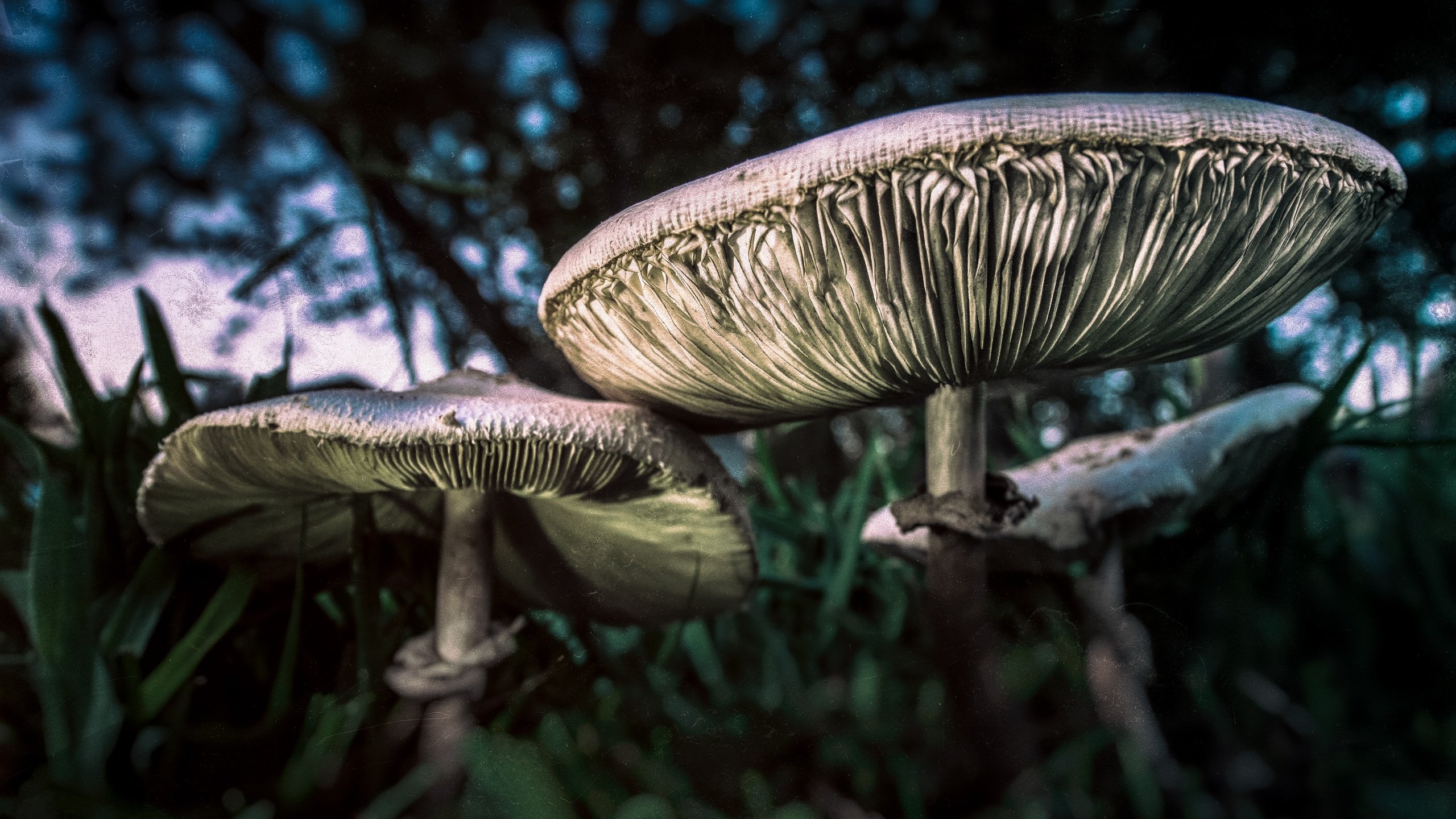 Обои трава, природа, макро, грибы, grass, nature, macro, mushrooms разрешение 4675x3120 Загрузить