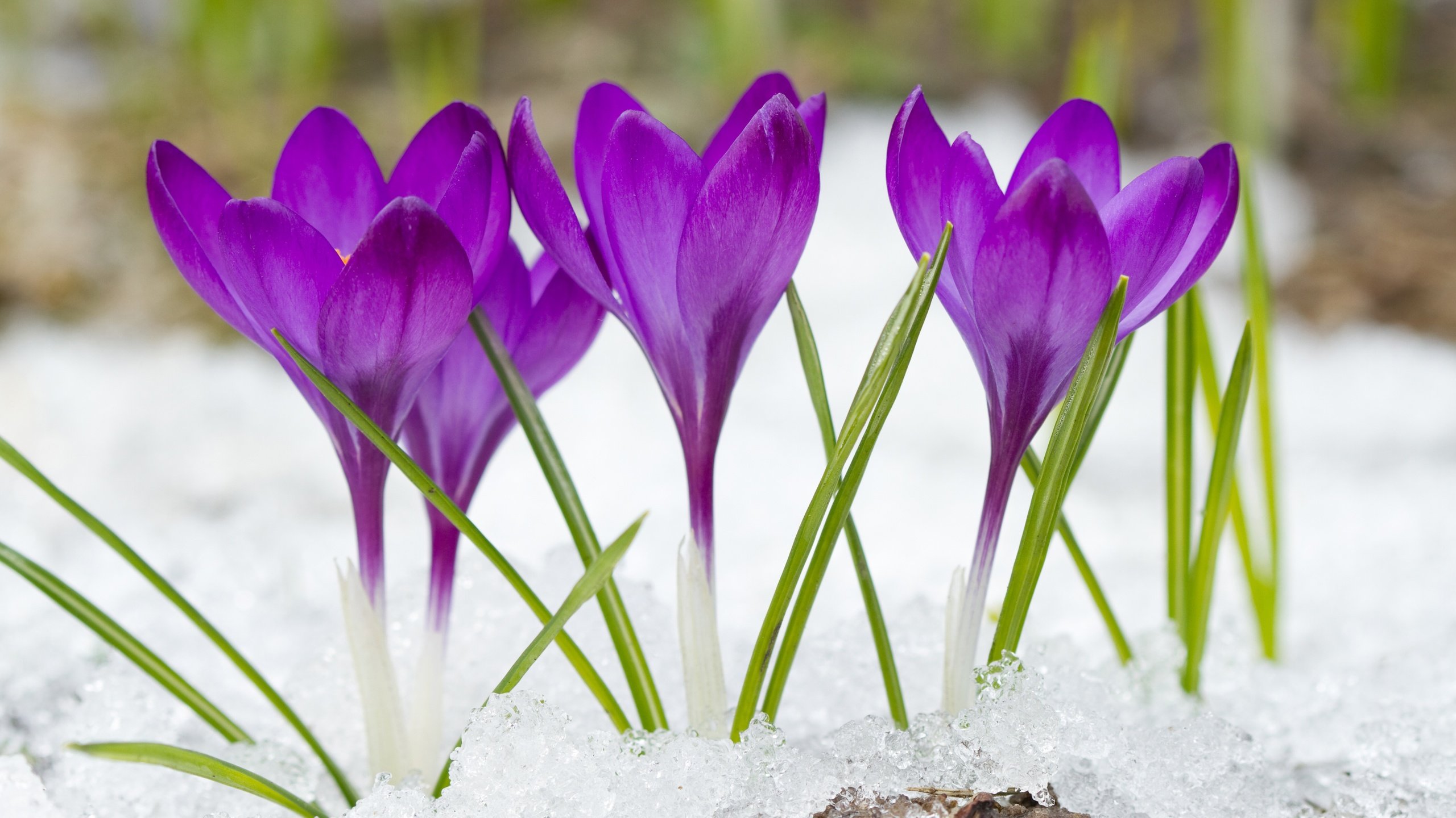 Обои цветы, снег, фиолетовые, крокусы, flowers, snow, purple, crocuses разрешение 4500x3000 Загрузить