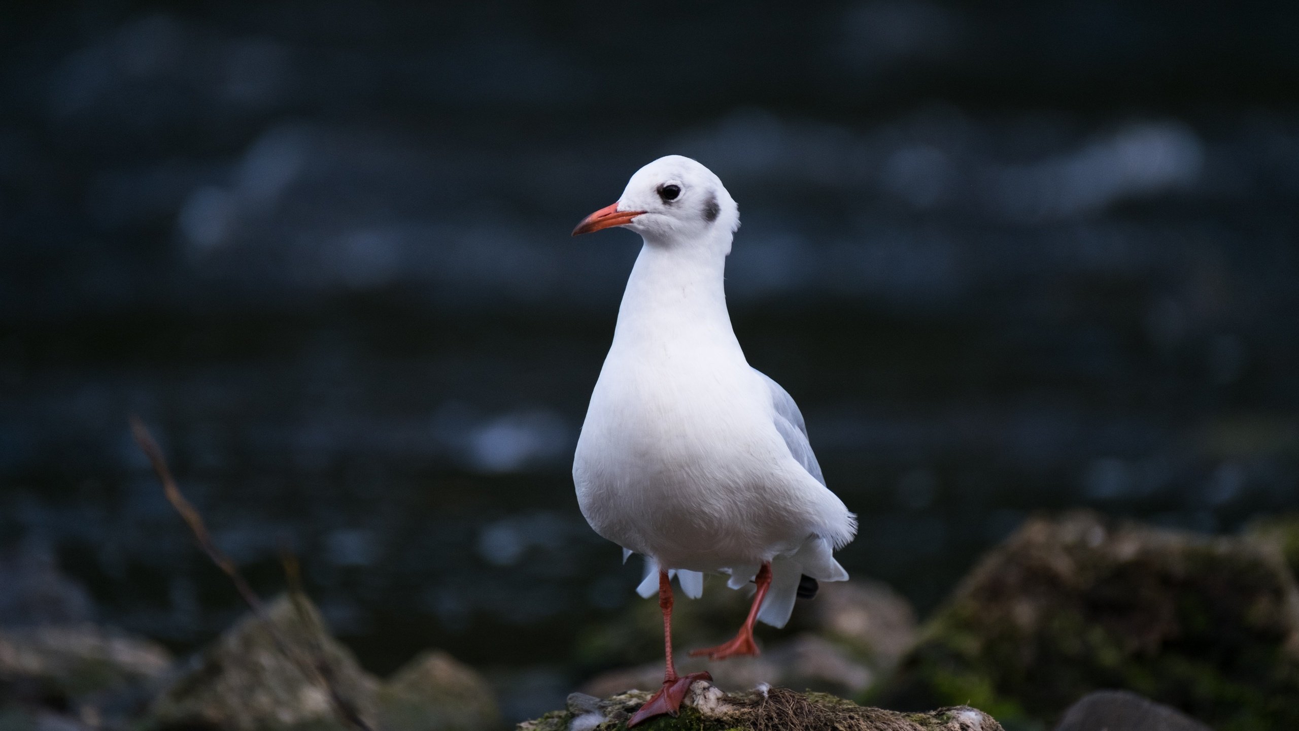 Обои природа, камни, чайка, птица, nature, stones, seagull, bird разрешение 4896x3264 Загрузить