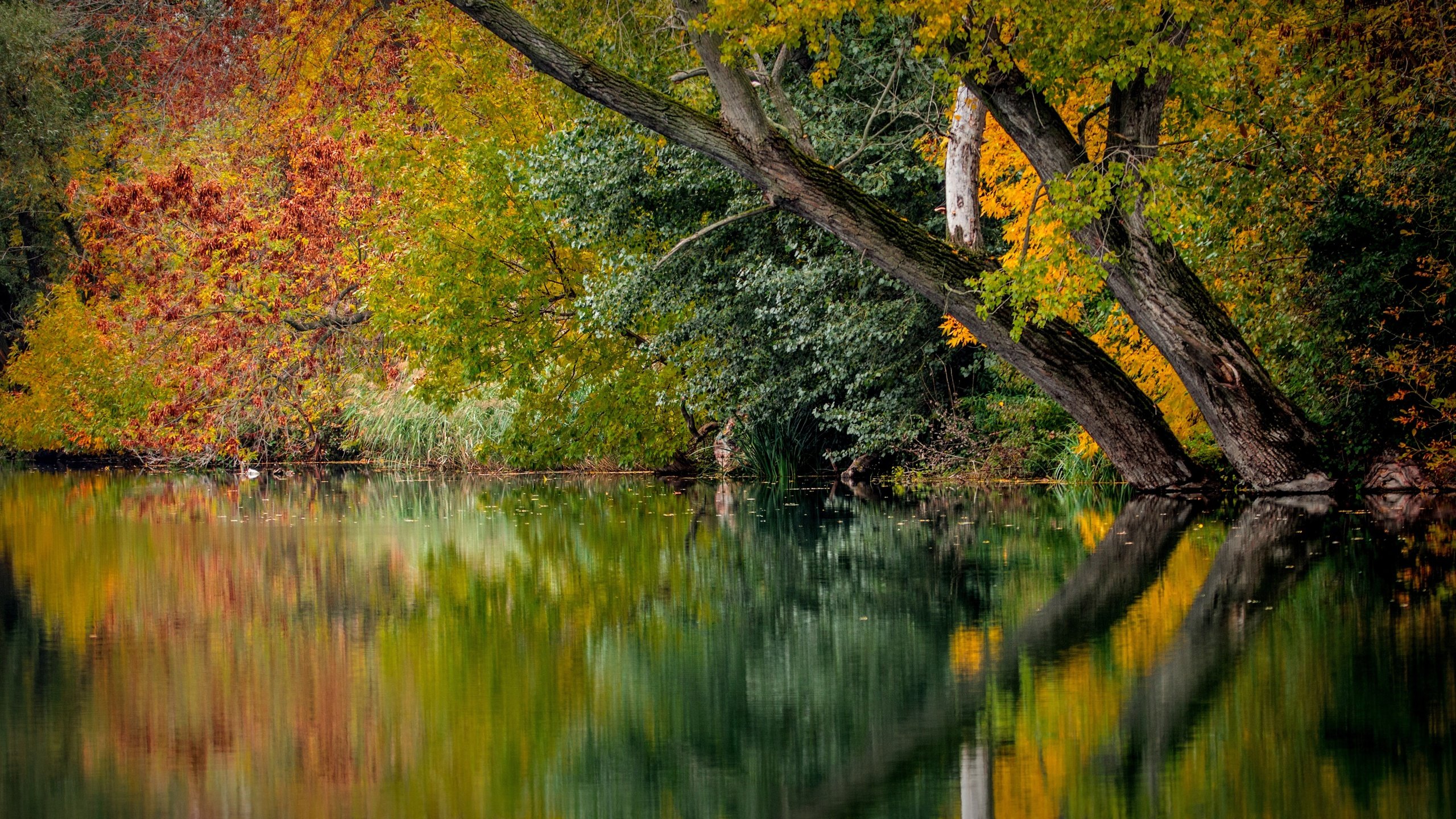 Обои деревья, река, природа, листья, отражение, осень, trees, river, nature, leaves, reflection, autumn разрешение 5861x3297 Загрузить