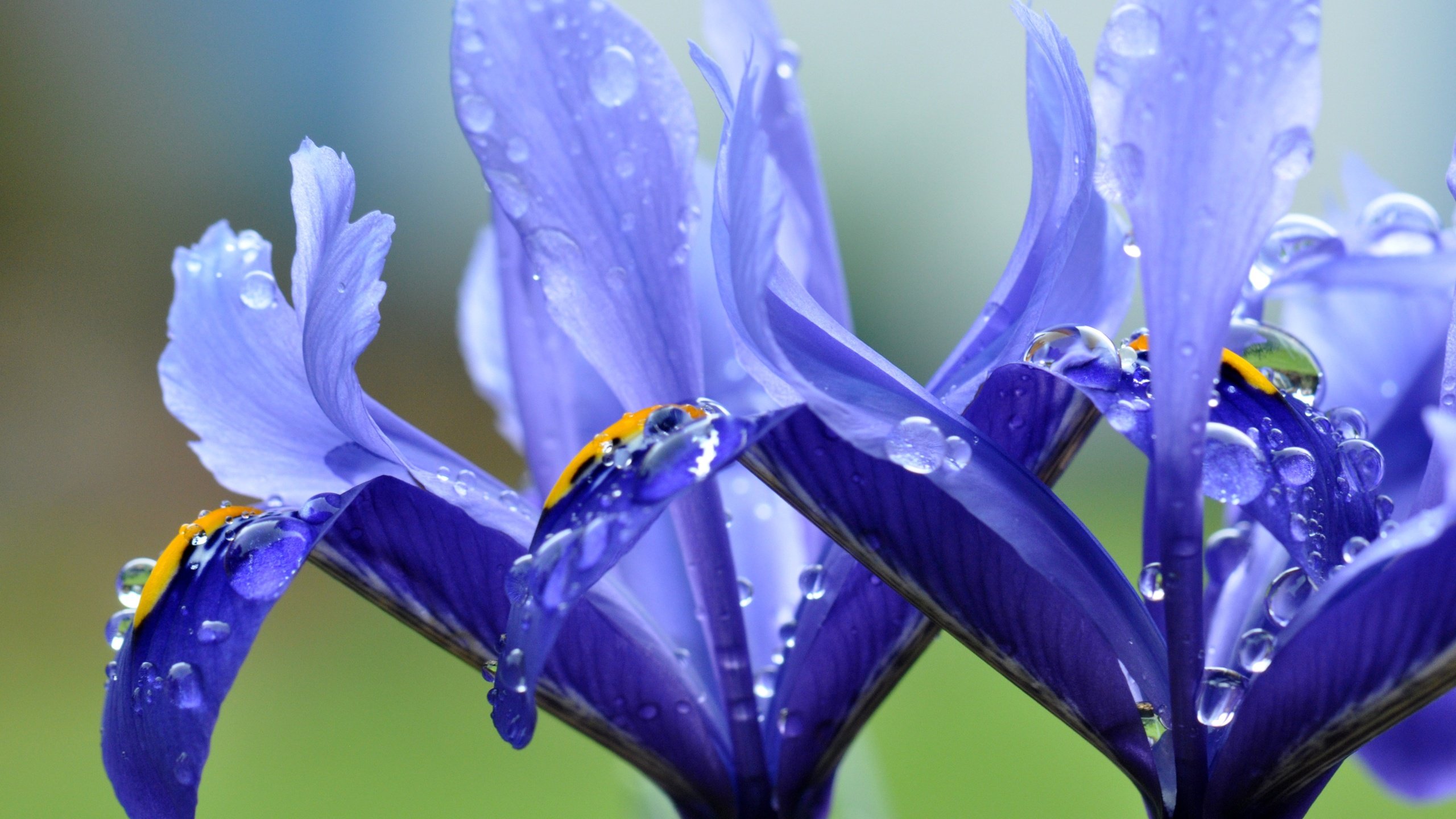 Обои цветы, макро, капли, лепестки, ирисы, flowers, macro, drops, petals, irises разрешение 4288x2848 Загрузить