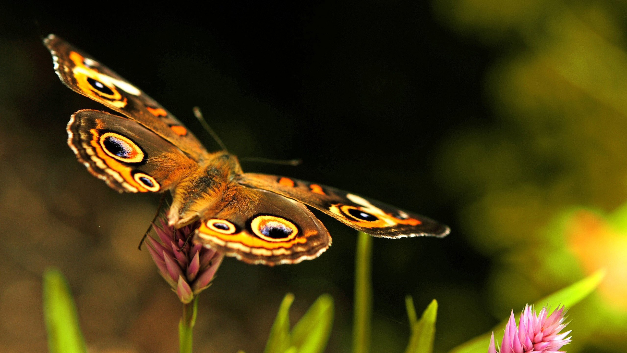 Обои цветы, макро, насекомое, бабочка, размытость, flowers, macro, insect, butterfly, blur разрешение 2560x1600 Загрузить