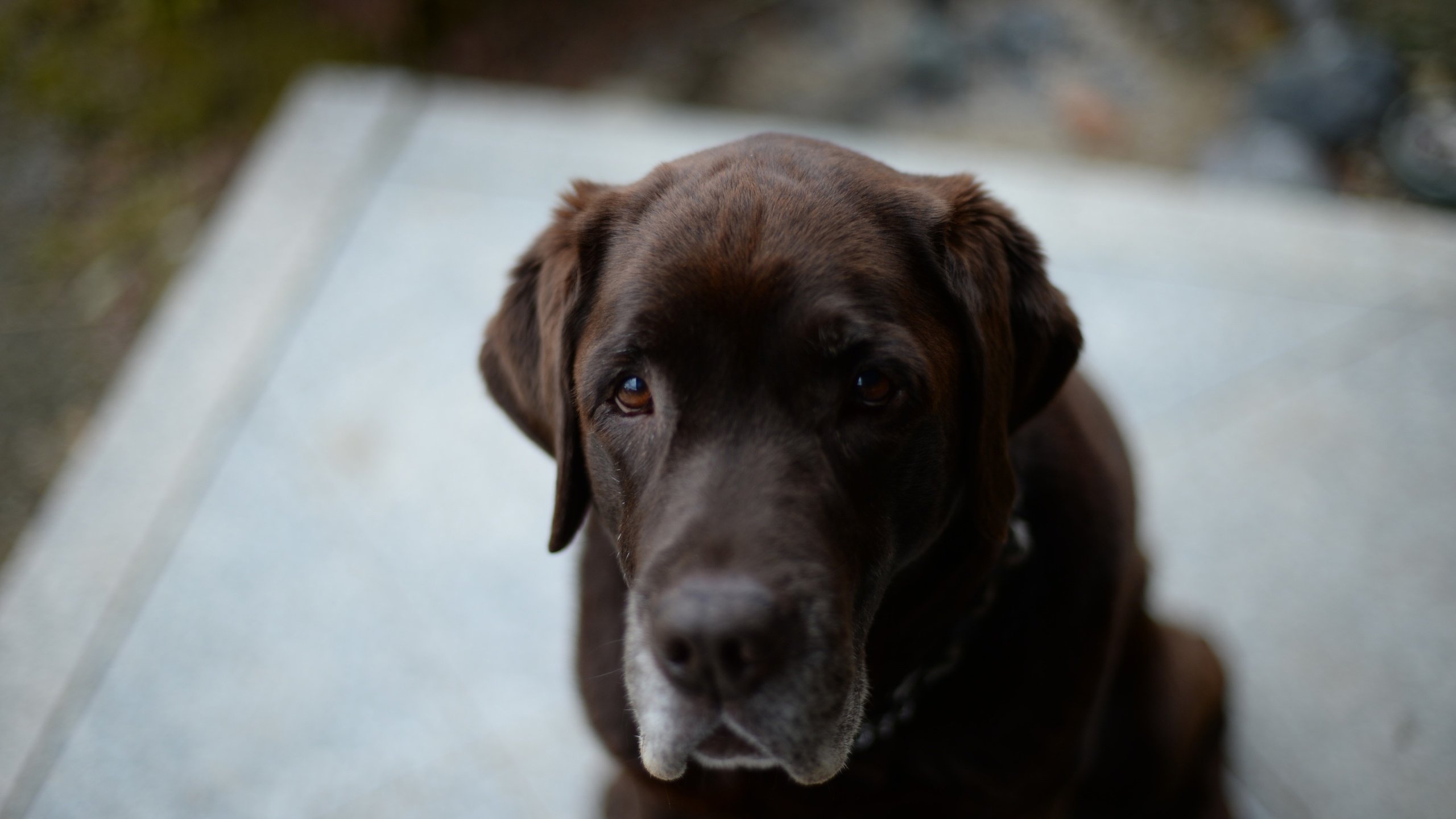 Обои глаза, морда, взгляд, собака, лабрадор, ретривер, eyes, face, look, dog, labrador, retriever разрешение 3840x2556 Загрузить