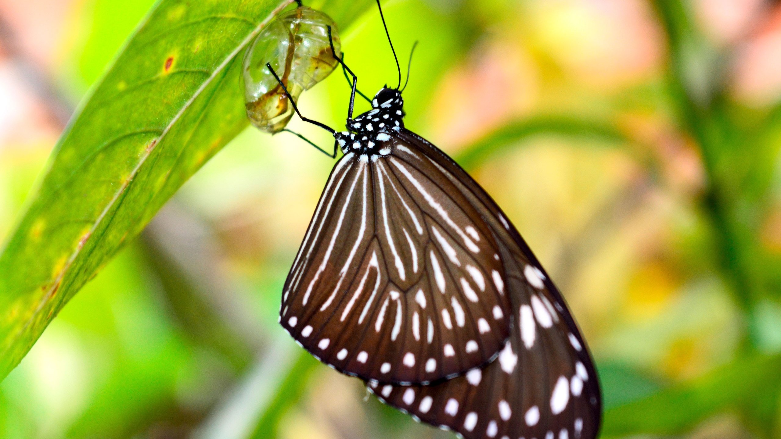 Обои макро, насекомое, капля, листок, бабочка, кокон, macro, insect, drop, leaf, butterfly, cocoon разрешение 3840x2560 Загрузить