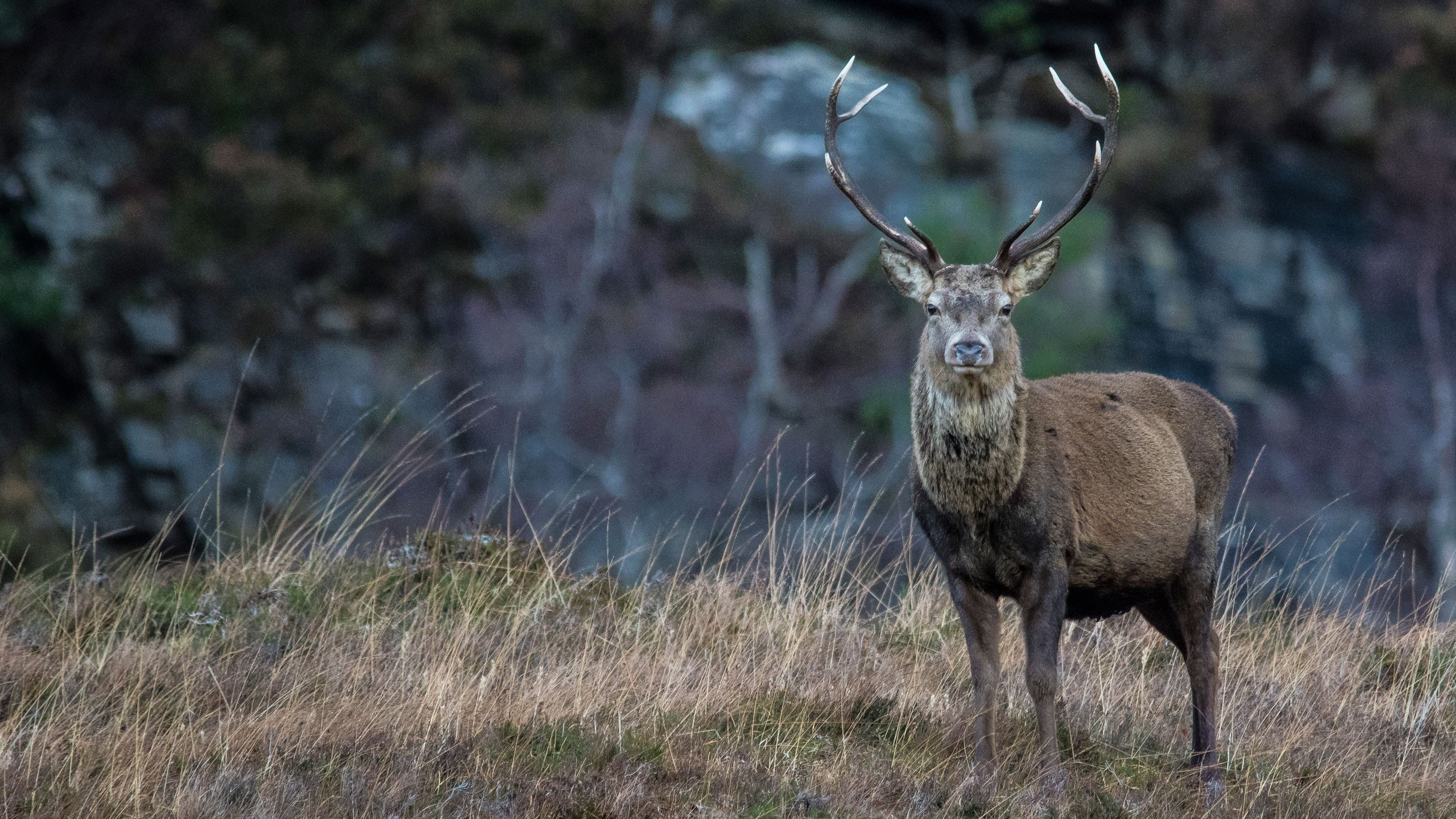 Обои трава, природа, олень, рога, благородный олень, grass, nature, deer, horns, red deer разрешение 2560x1785 Загрузить