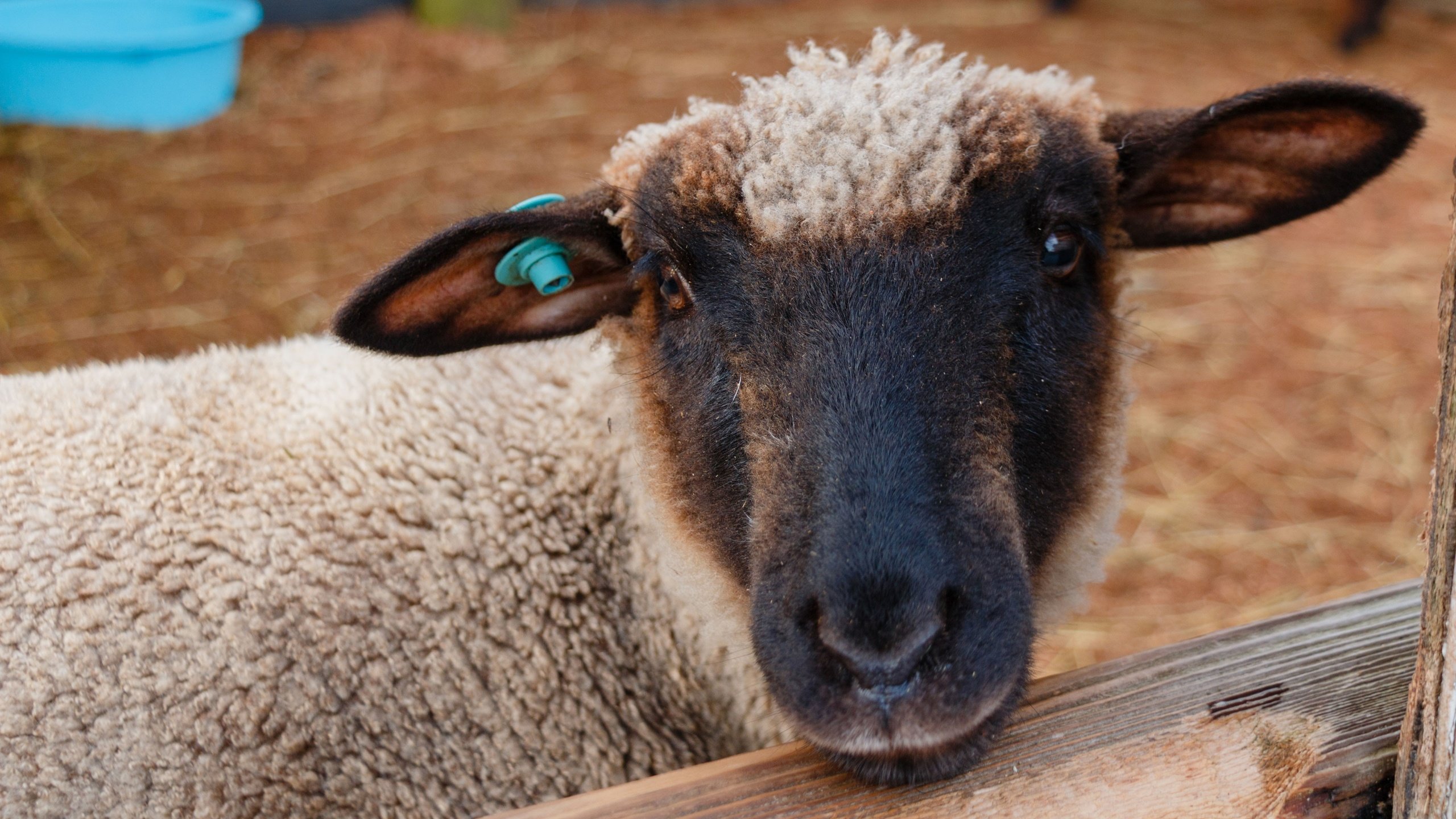 Обои морда, шерсть, животное, уши, загон, овца, face, wool, animal, ears, corral, sheep разрешение 3840x2160 Загрузить