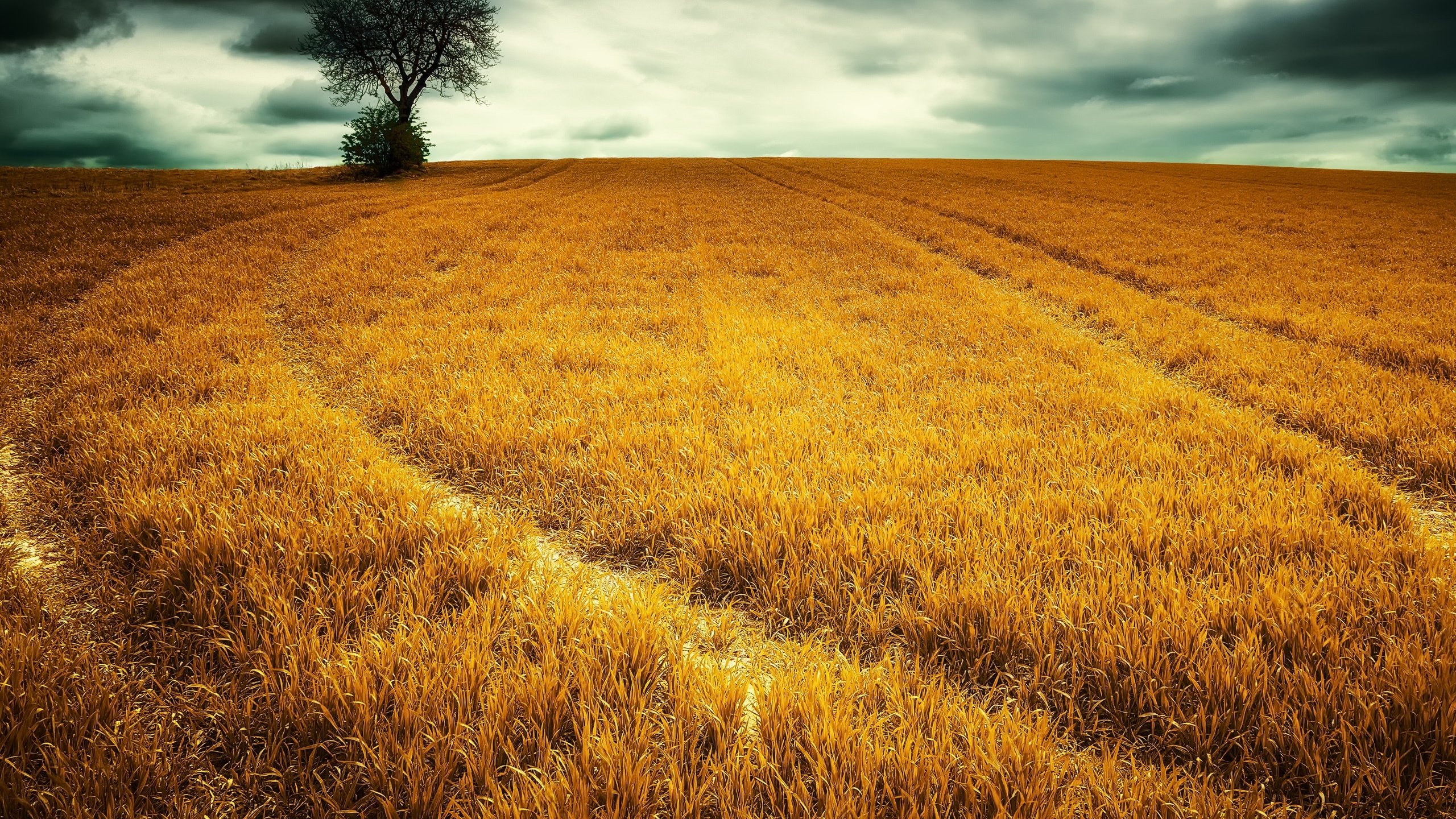 Обои небо, трава, облака, природа, дерево, пейзаж, поле, the sky, grass, clouds, nature, tree, landscape, field разрешение 2560x1587 Загрузить