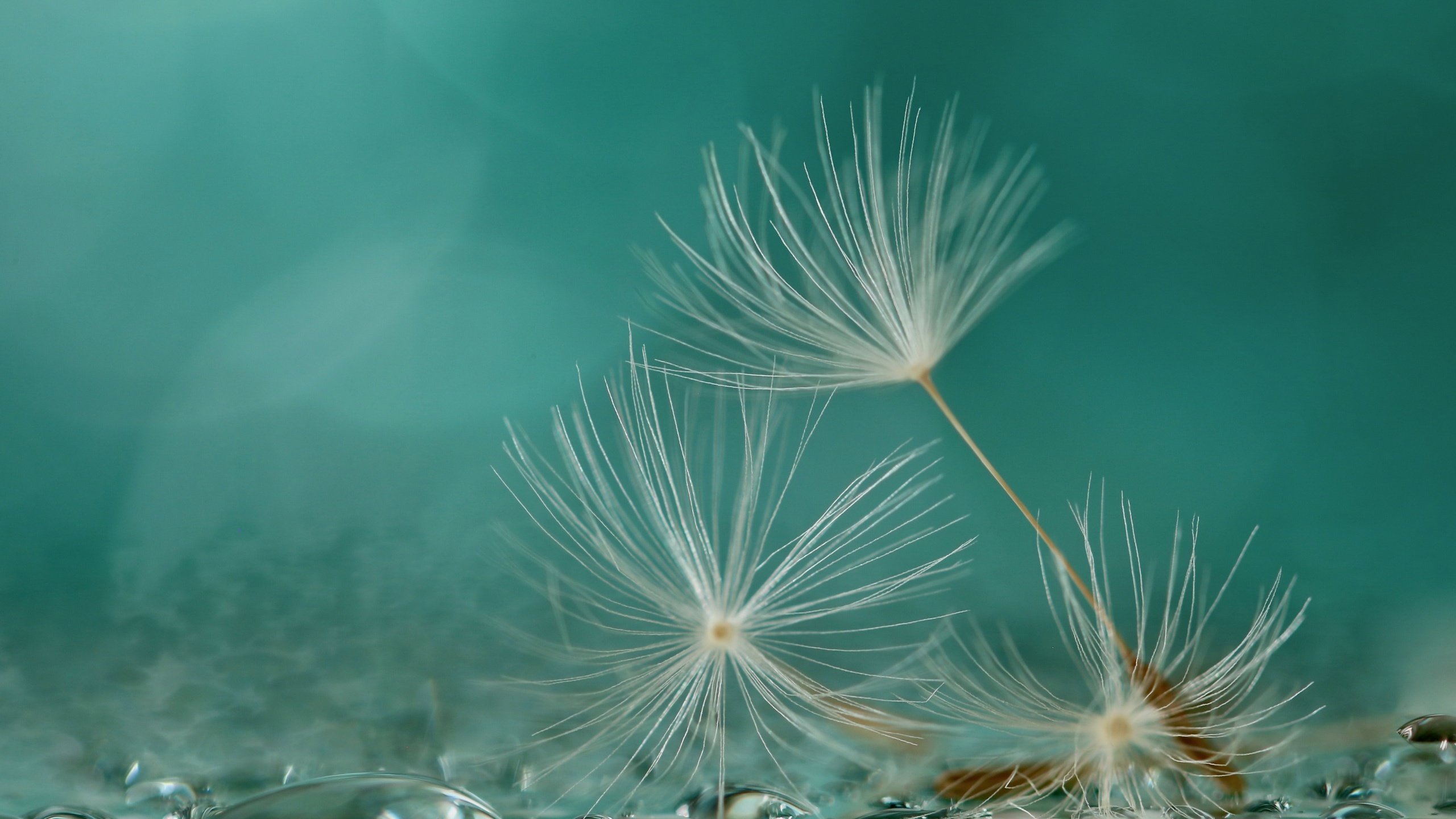 Обои макро, фон, капли, одуванчик, семена, пушинки, былинки, macro, background, drops, dandelion, seeds, fuzzes, blade разрешение 2560x1667 Загрузить