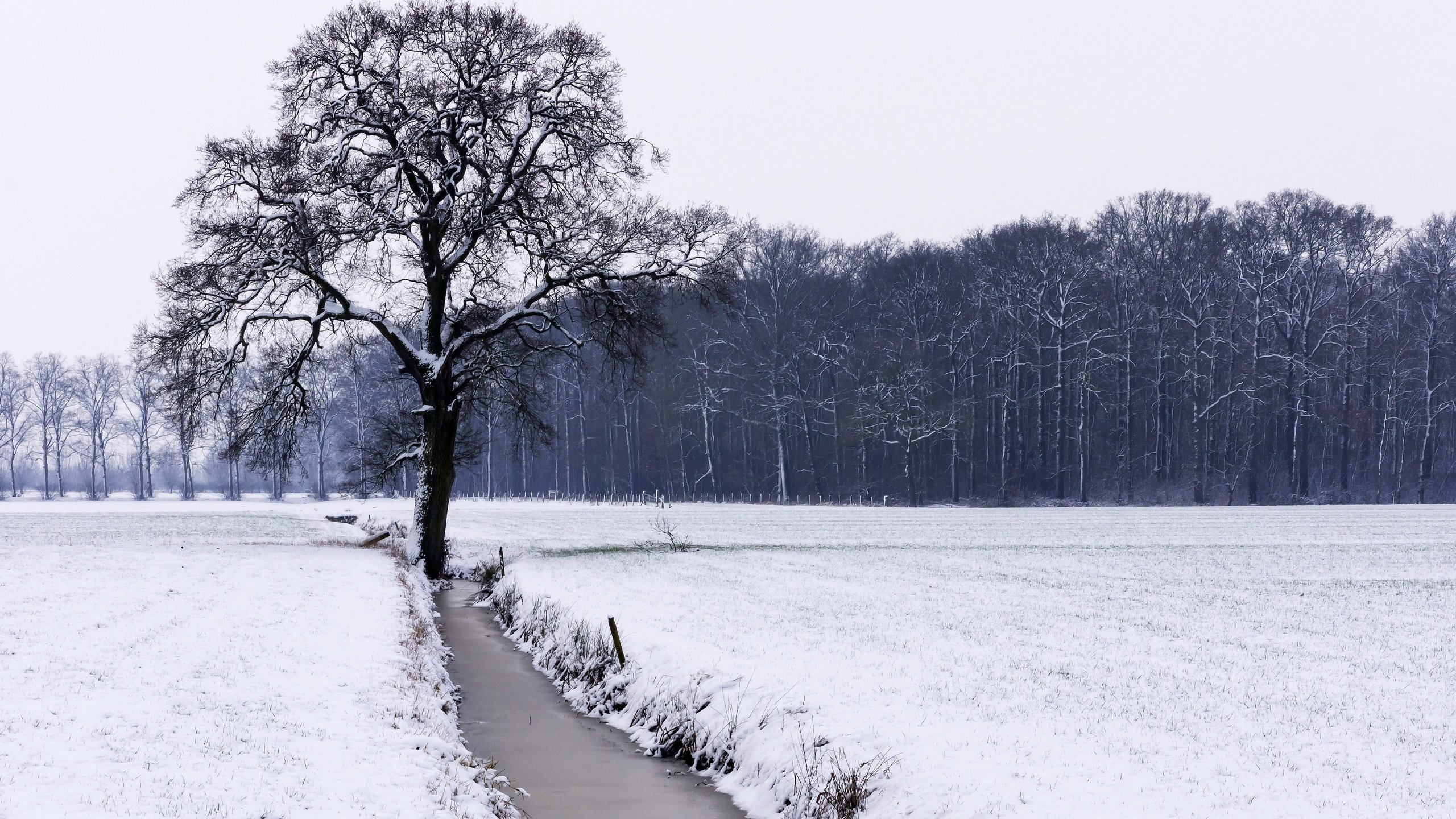 Обои река, снег, дерево, лес, зима, поле, river, snow, tree, forest, winter, field разрешение 2560x1706 Загрузить