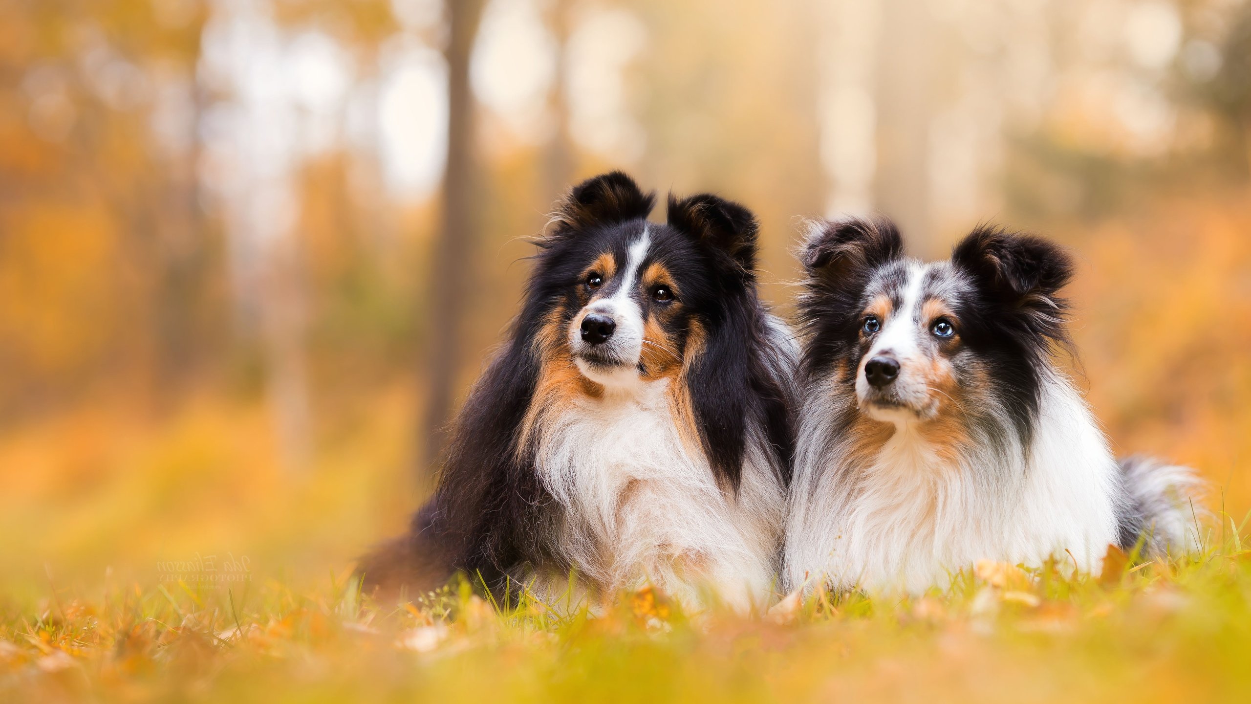 Обои фон, парочка, собаки, боке, шелти, шетландская овчарка, background, a couple, dogs, bokeh, sheltie, shetland sheepdog разрешение 5472x3648 Загрузить