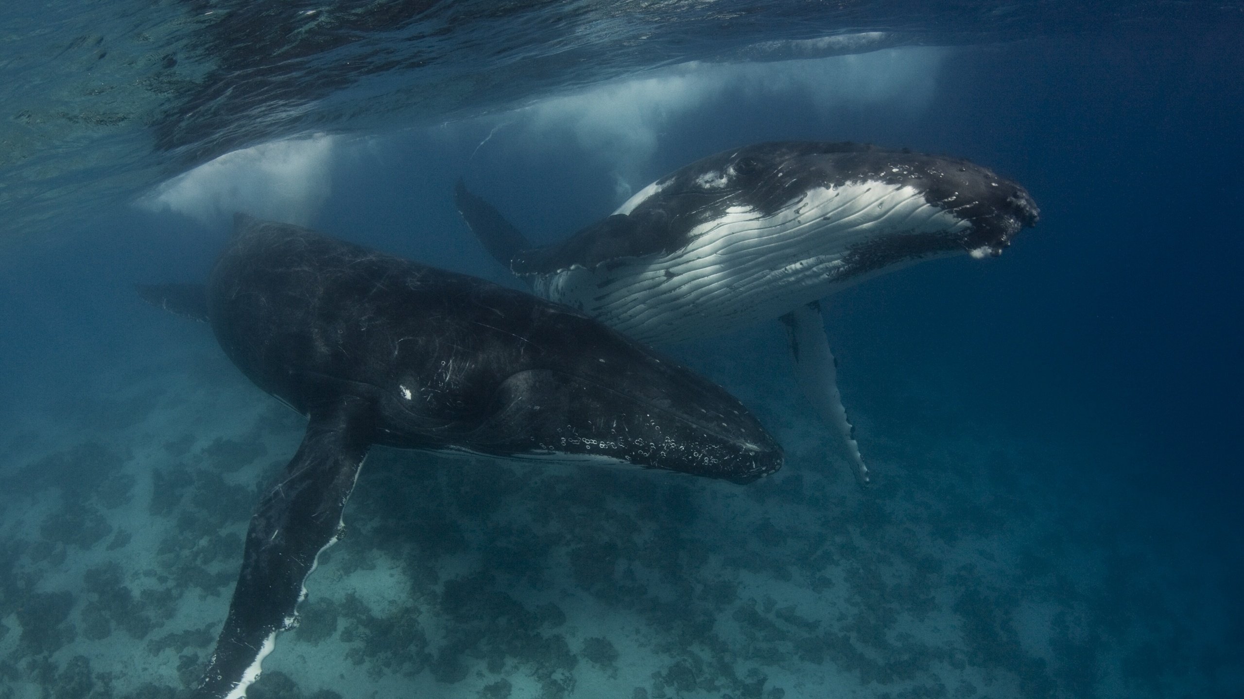 Обои вода, море, океан, кит, горбатый кит, water, sea, the ocean, kit, humpback whale разрешение 2560x1707 Загрузить