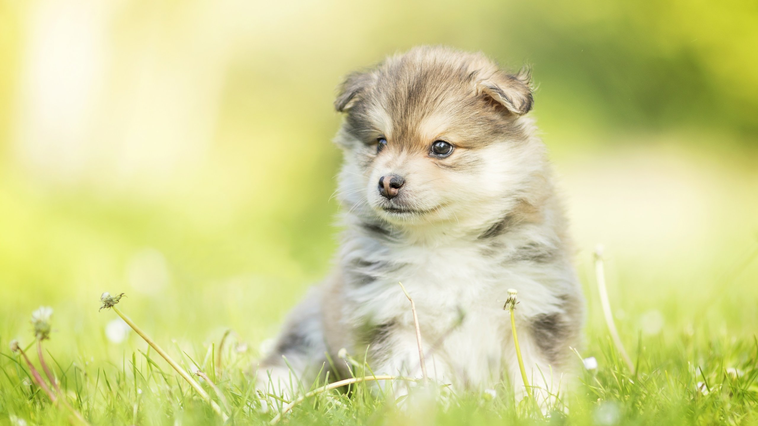 Обои собака, щенок, одуванчики, малыш, боке, финский лаппхунд, dog, puppy, dandelions, baby, bokeh, finnish lapphund разрешение 5472x3648 Загрузить