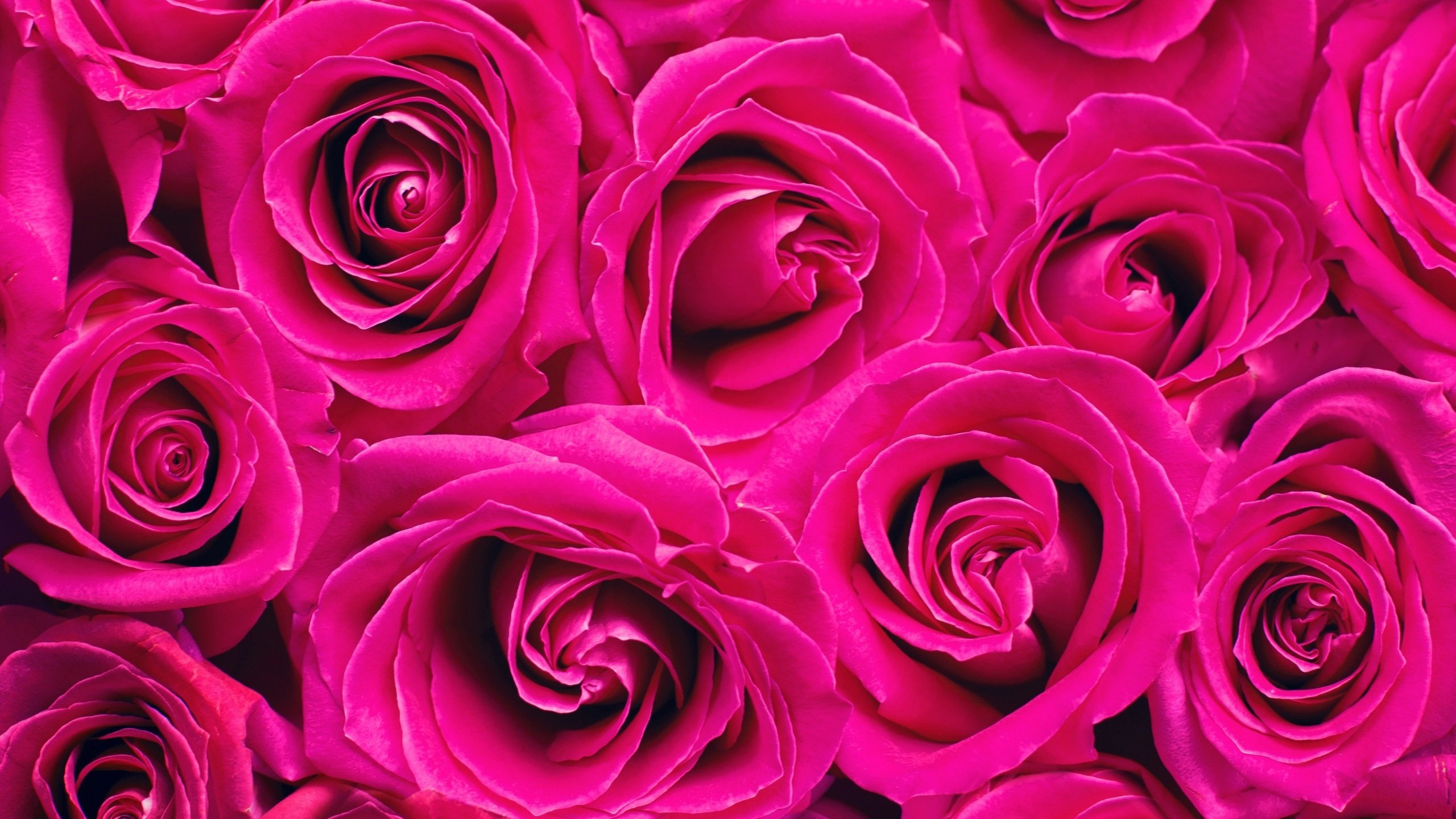 Обои цветы, розы, лепестки, flowers, roses, petals разрешение 2874x1600 Загрузить