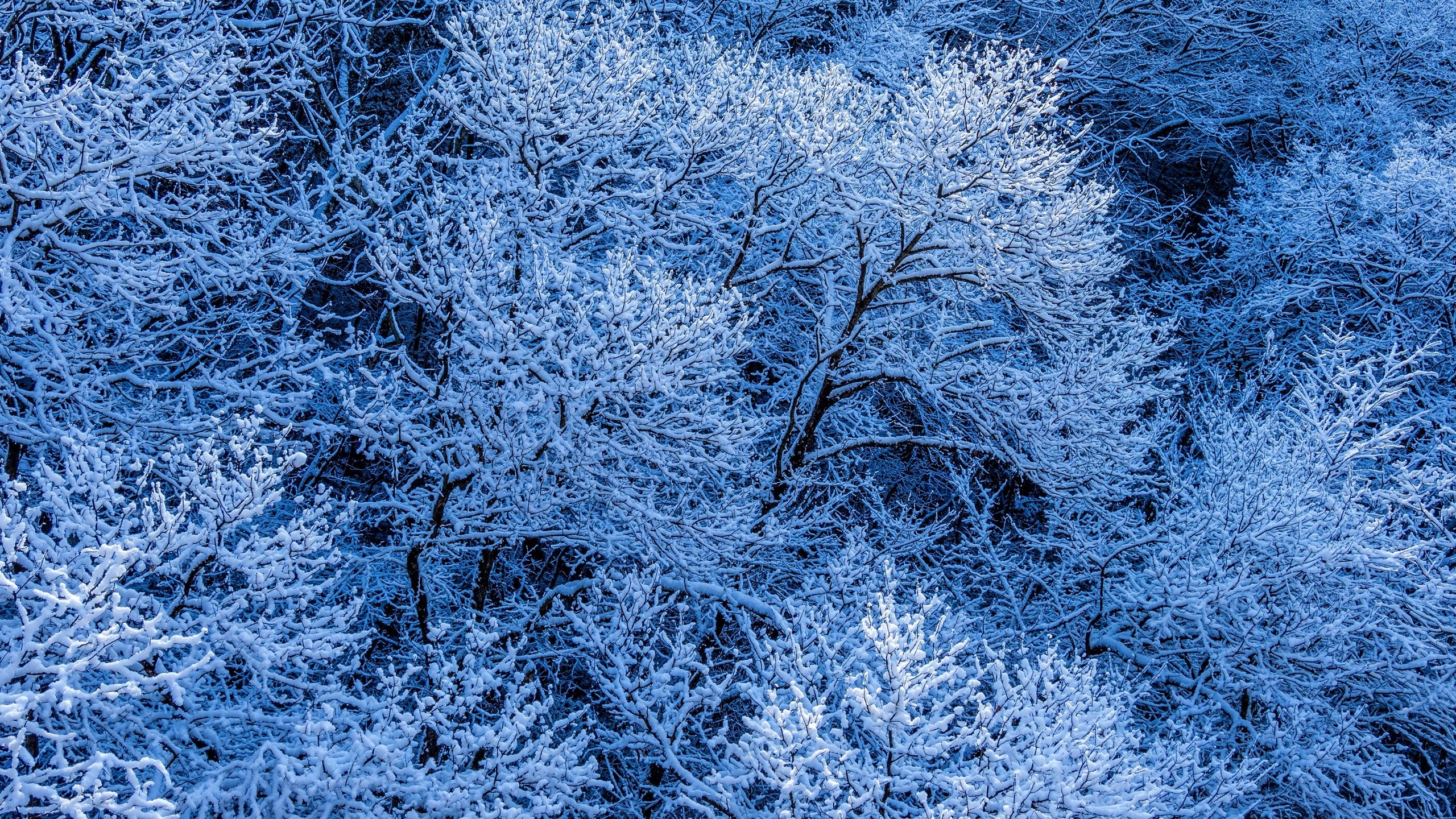 Обои деревья, снег, лес, зима, ветки, иней, trees, snow, forest, winter, branches, frost разрешение 2880x1964 Загрузить