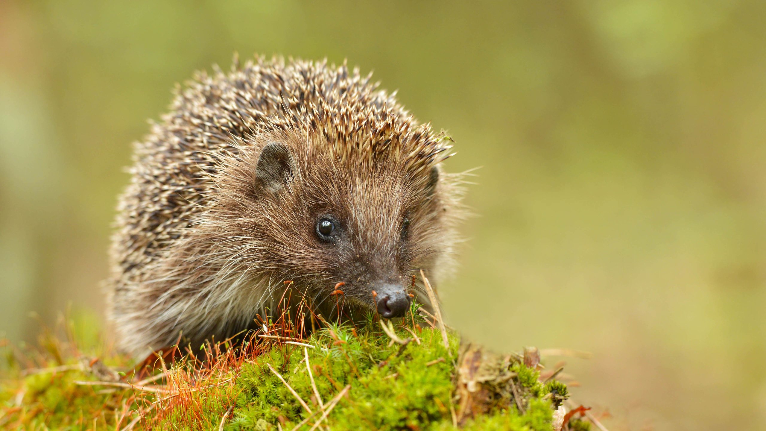 Обои глаза, мордочка, взгляд, мох, ежик, еж, eyes, muzzle, look, moss, hedgehog разрешение 3840x2400 Загрузить