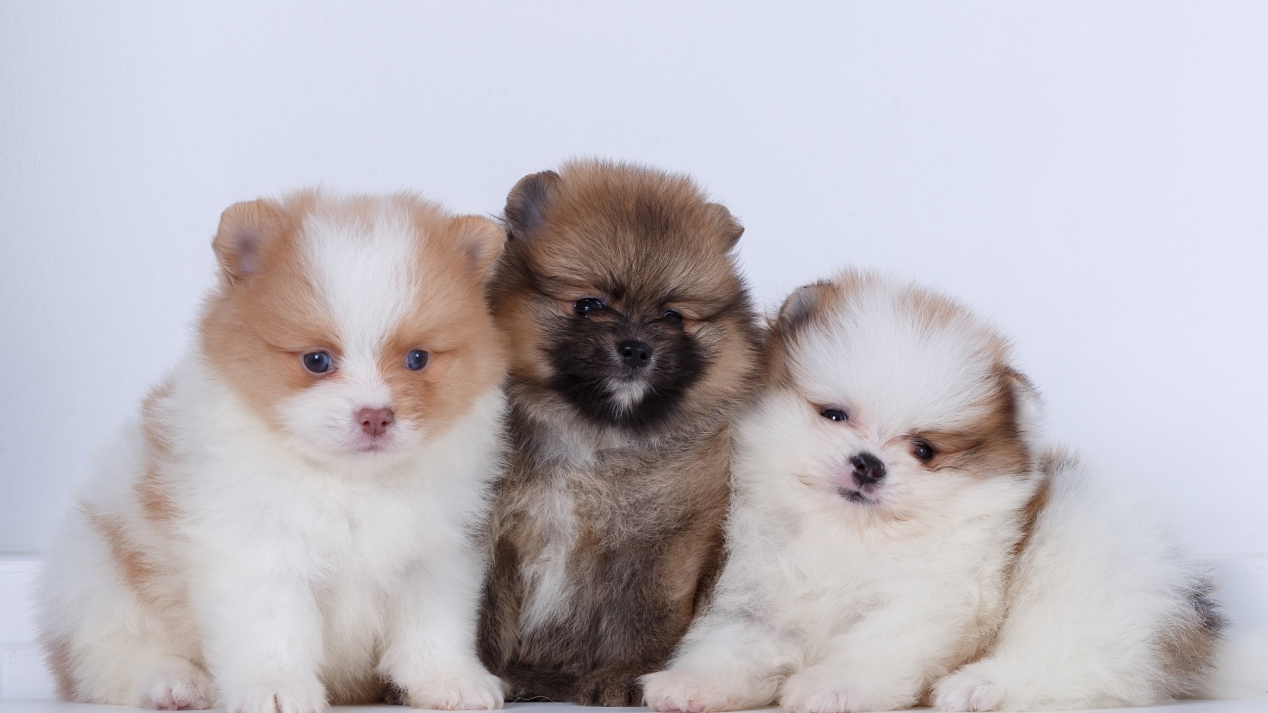 Обои щенки, собаки, шпиц, шпицы, puppies, dogs, spitz разрешение 2880x1800 Загрузить