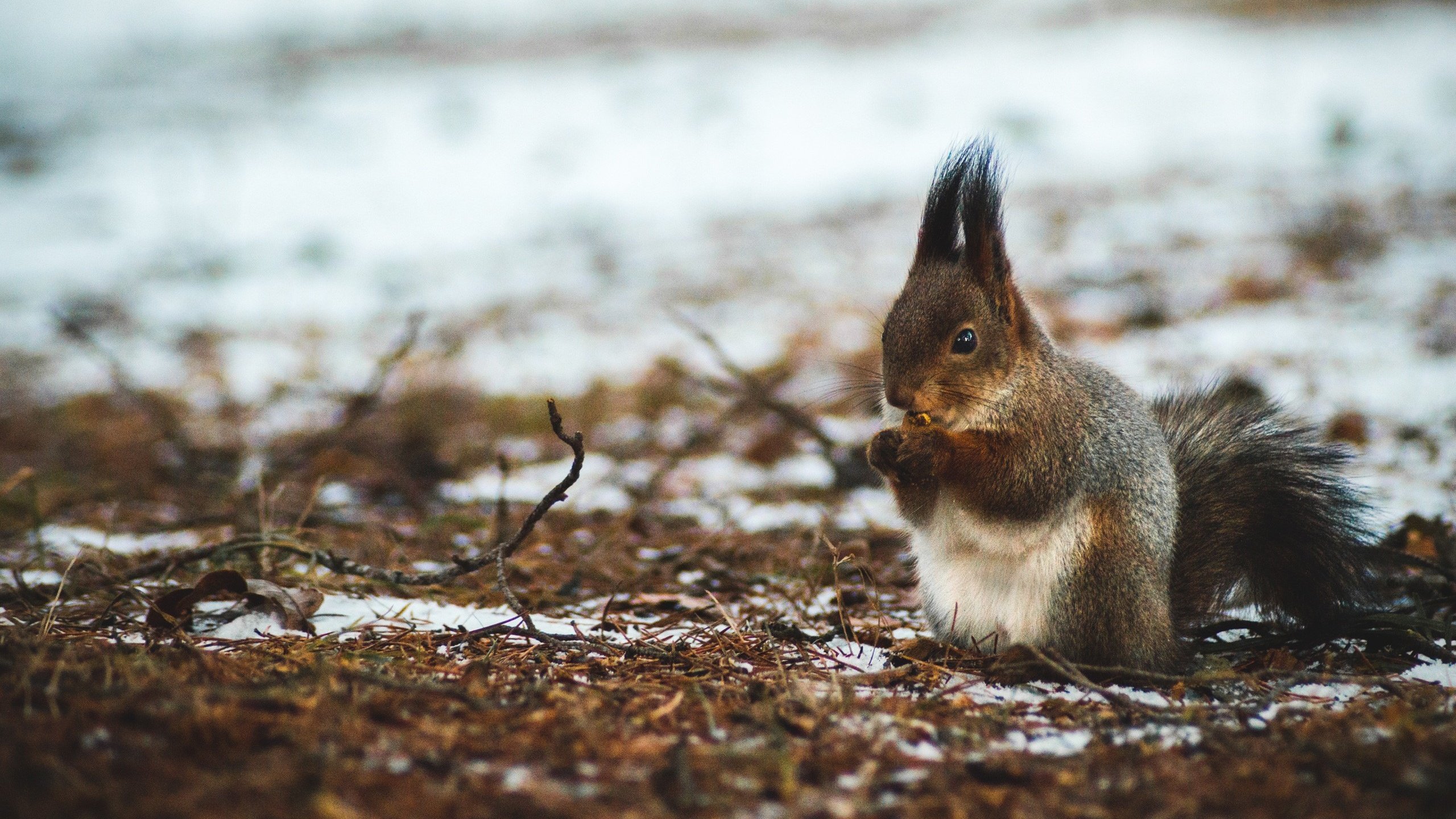 Обои природа, лес, орехи, зима, белка, боке, белочка, nature, forest, nuts, winter, protein, bokeh, squirrel разрешение 2560x1702 Загрузить