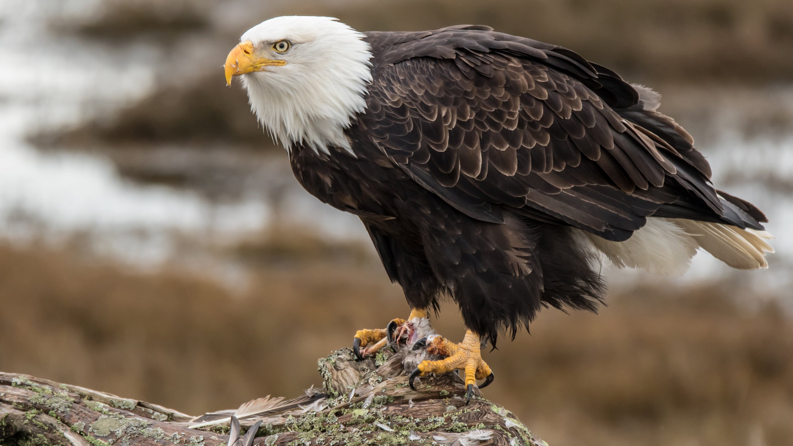 Обои орел, птица, клюв, перья, орлан, белоголовый орлан, eagle, bird, beak, feathers, orlan, bald eagle разрешение 3840x2400 Загрузить