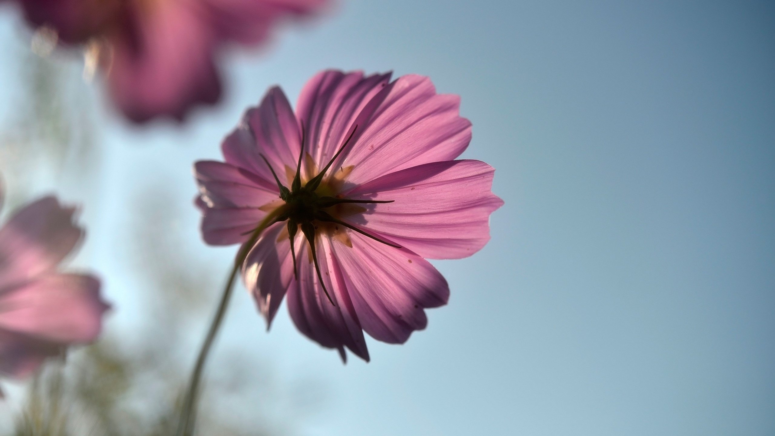 Обои цветок, лепестки, стебель, космея, flower, petals, stem, kosmeya разрешение 2560x1709 Загрузить