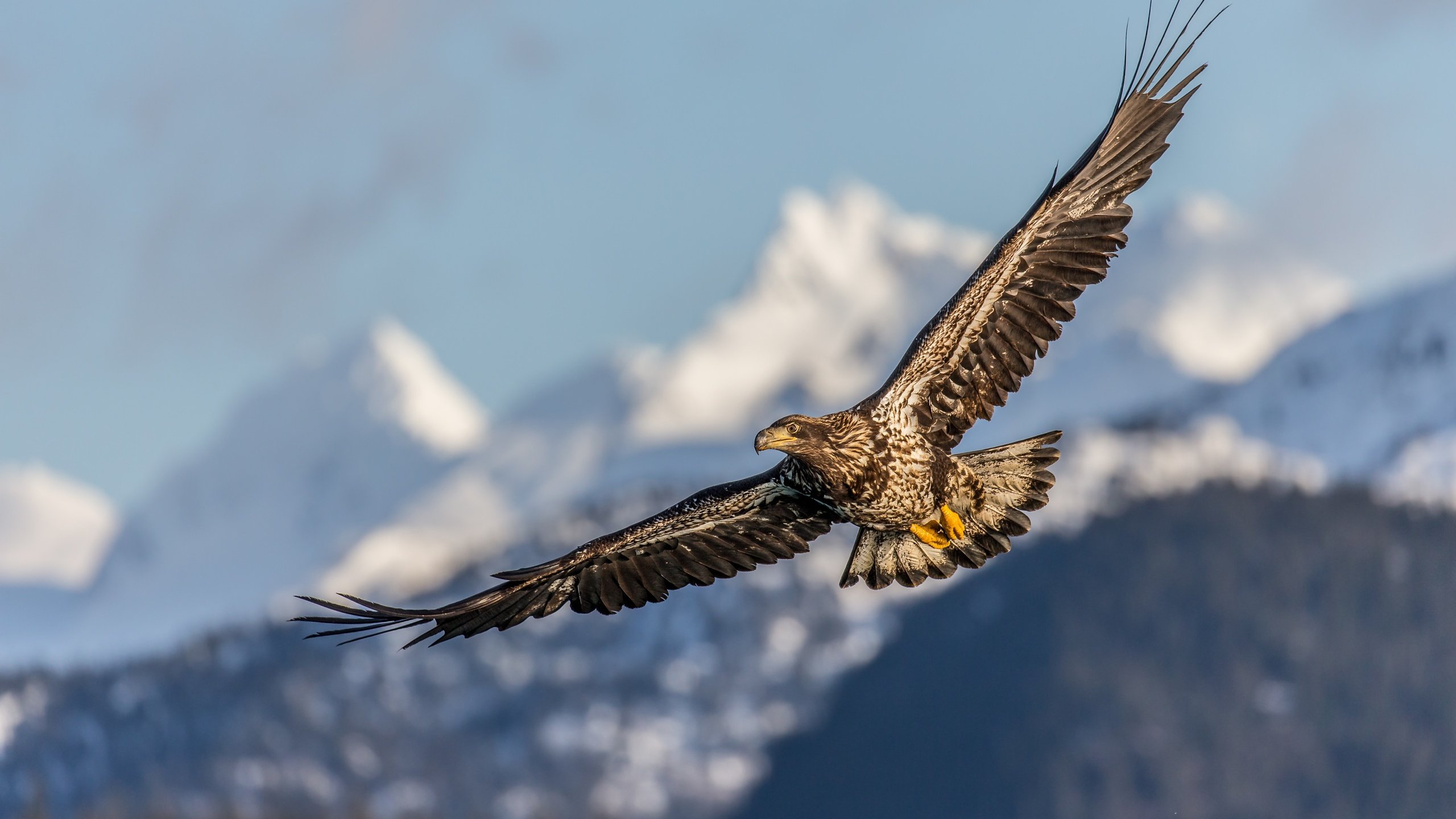 Обои полет, крылья, птица, клюв, перья, беркут, хищная птица, flight, wings, bird, beak, feathers, eagle, bird of prey разрешение 5184x3456 Загрузить