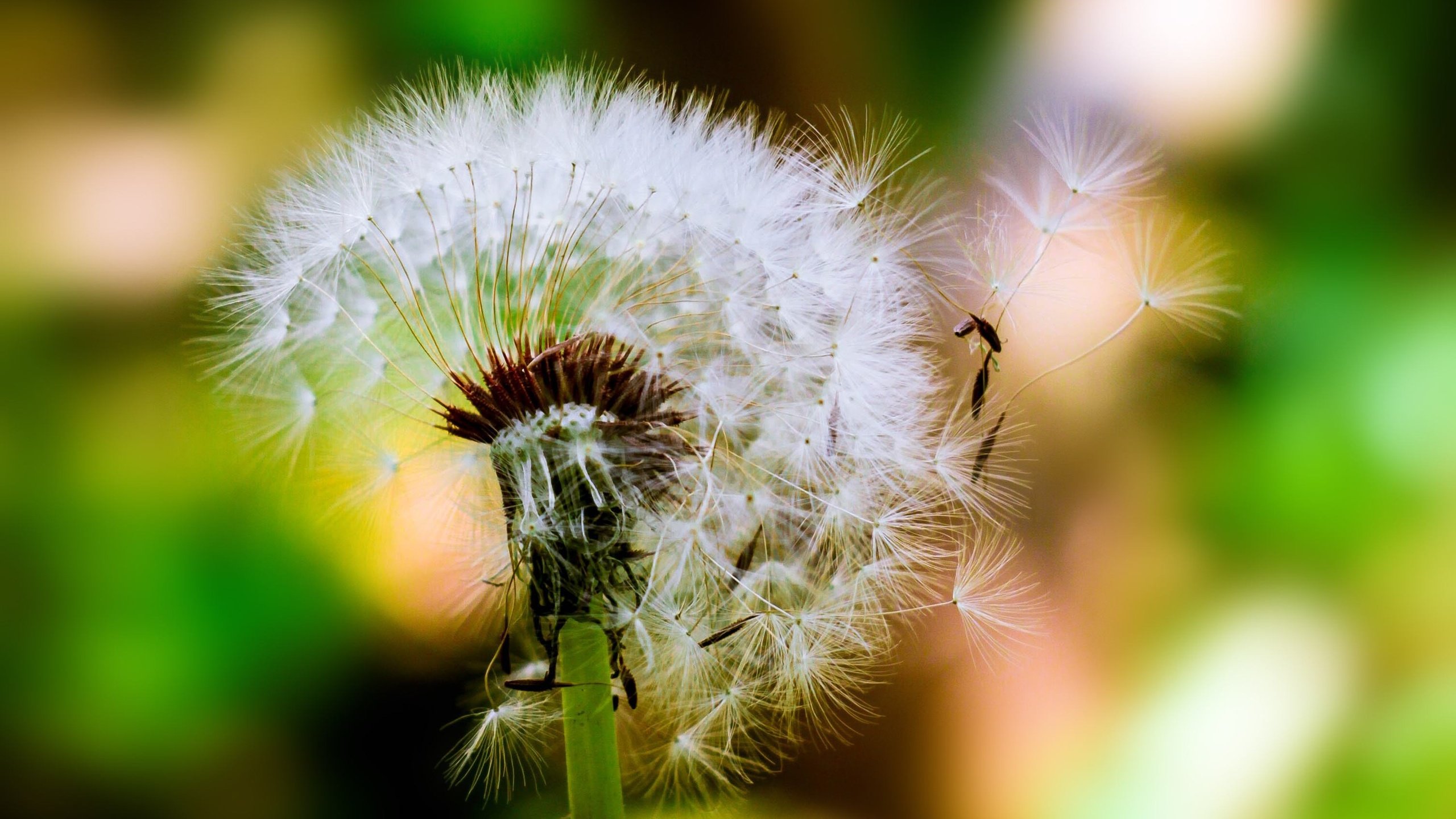 Обои цветок, одуванчик, семена, пух, пушинки, боке, былинки, flower, dandelion, seeds, fluff, fuzzes, bokeh, blade разрешение 3012x1940 Загрузить