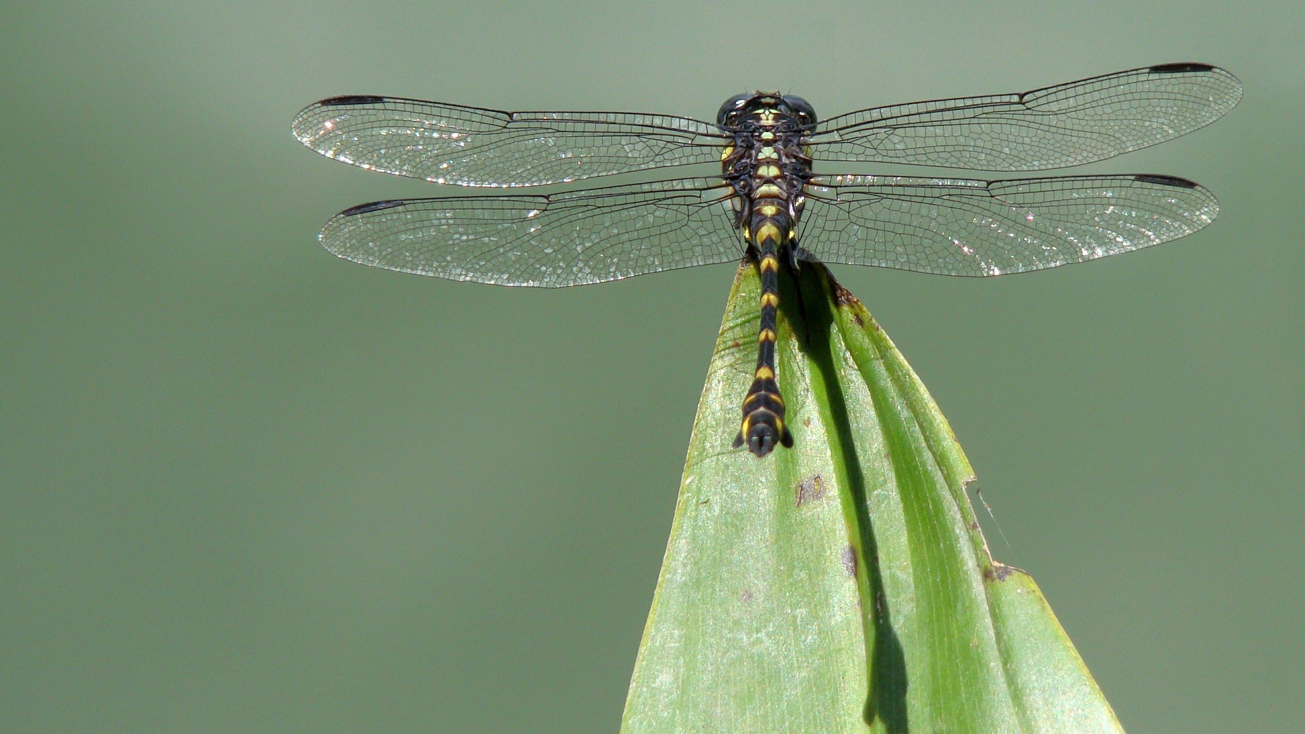 Обои насекомое, крылья, лист, стрекоза, insect, wings, sheet, dragonfly разрешение 2560x1600 Загрузить