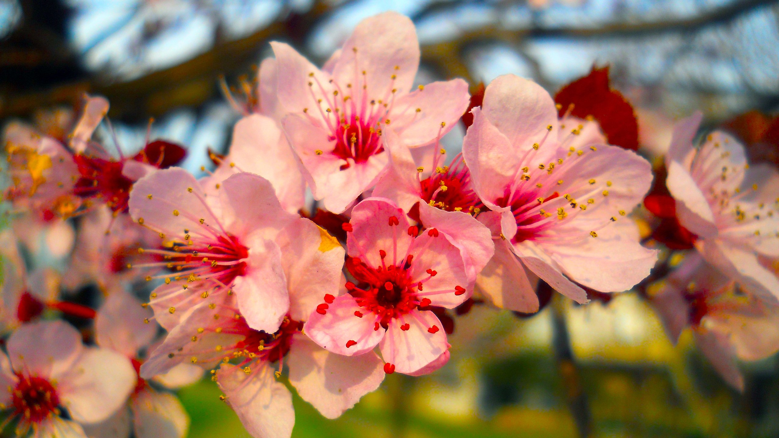 Обои цветы, ветка, природа, цветение, весна, flowers, branch, nature, flowering, spring разрешение 5418x4063 Загрузить