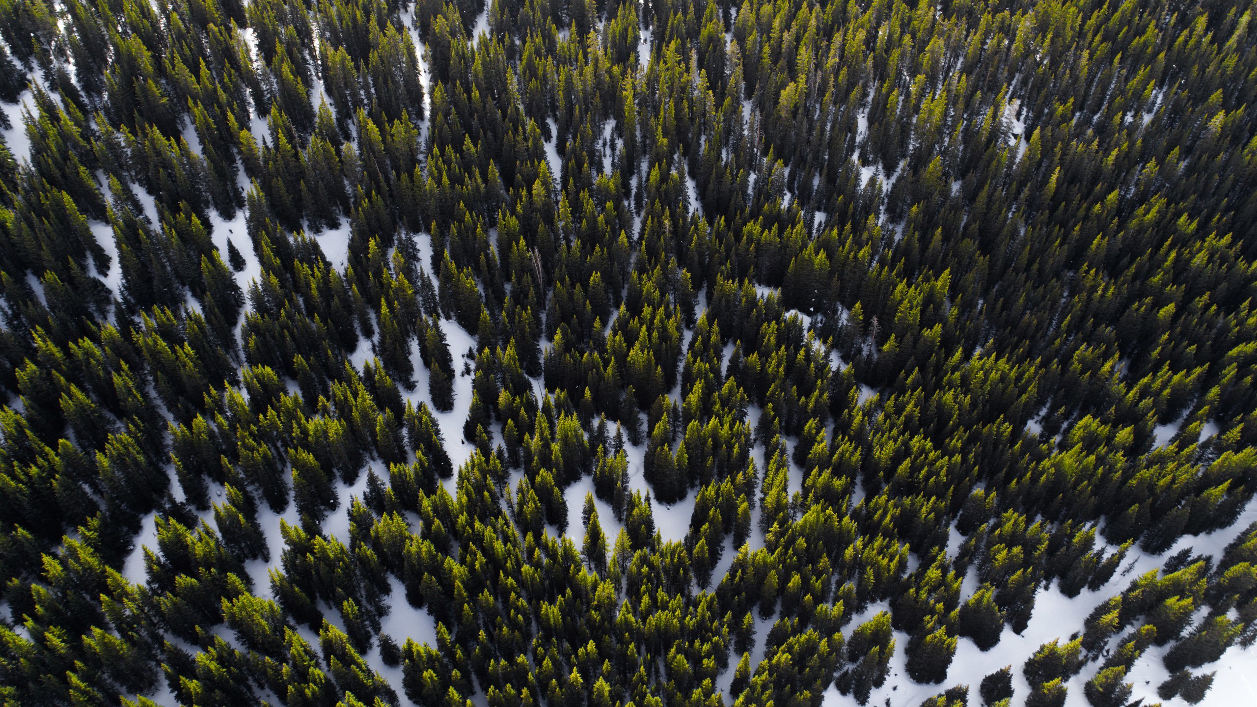 Обои деревья, снег, лес, вид сверху, trees, snow, forest, the view from the top разрешение 5464x3640 Загрузить