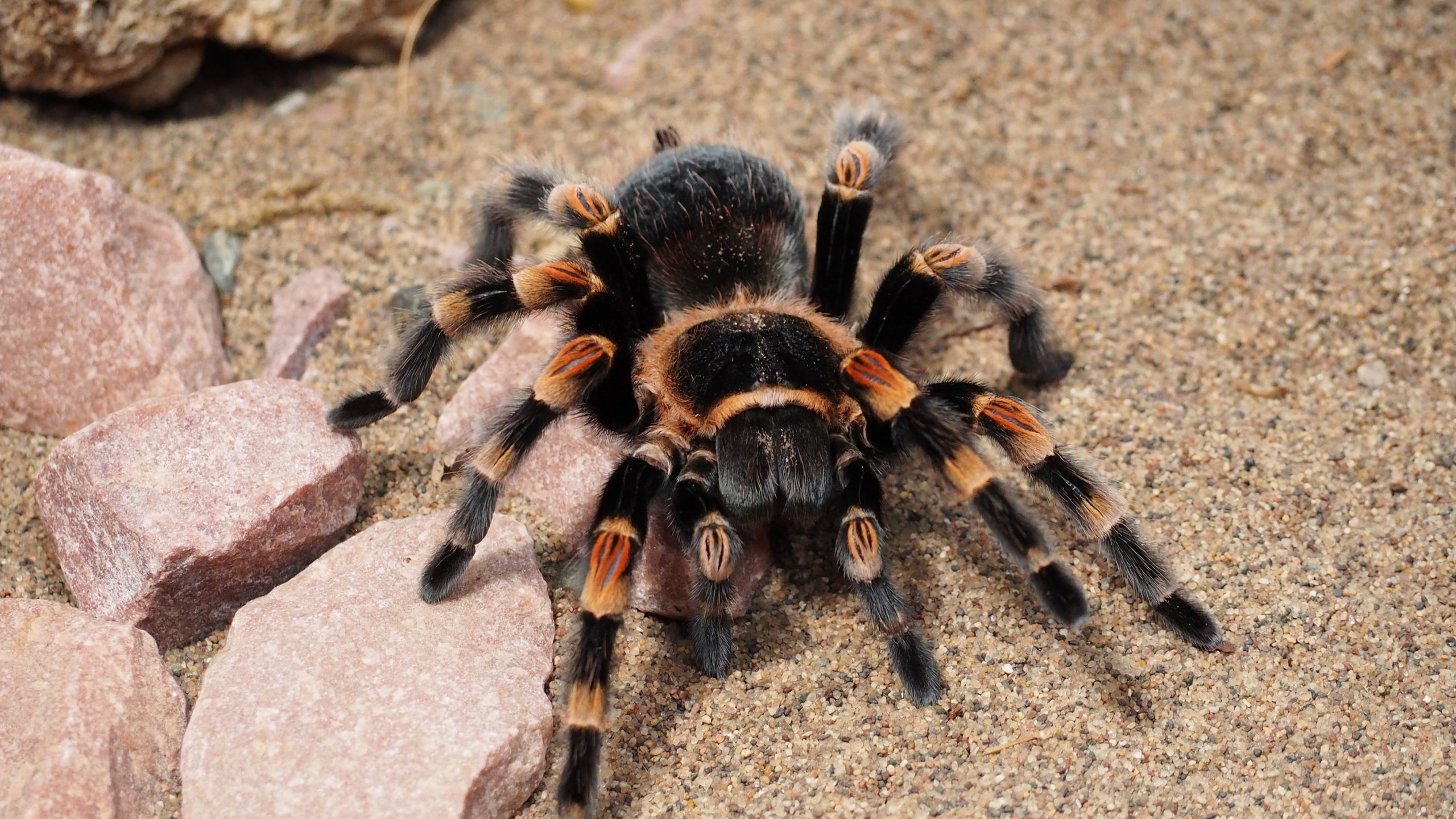 Обои паук, крупным планом, тарантул, spider, closeup, tarantula разрешение 3840x2160 Загрузить