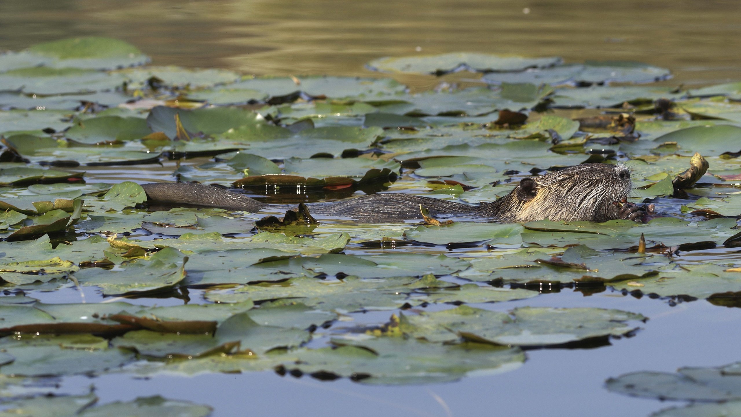 Обои вода, листья, пруд, животное, грызун, бобр, water, leaves, pond, animal, rodent, beaver разрешение 5188x3473 Загрузить