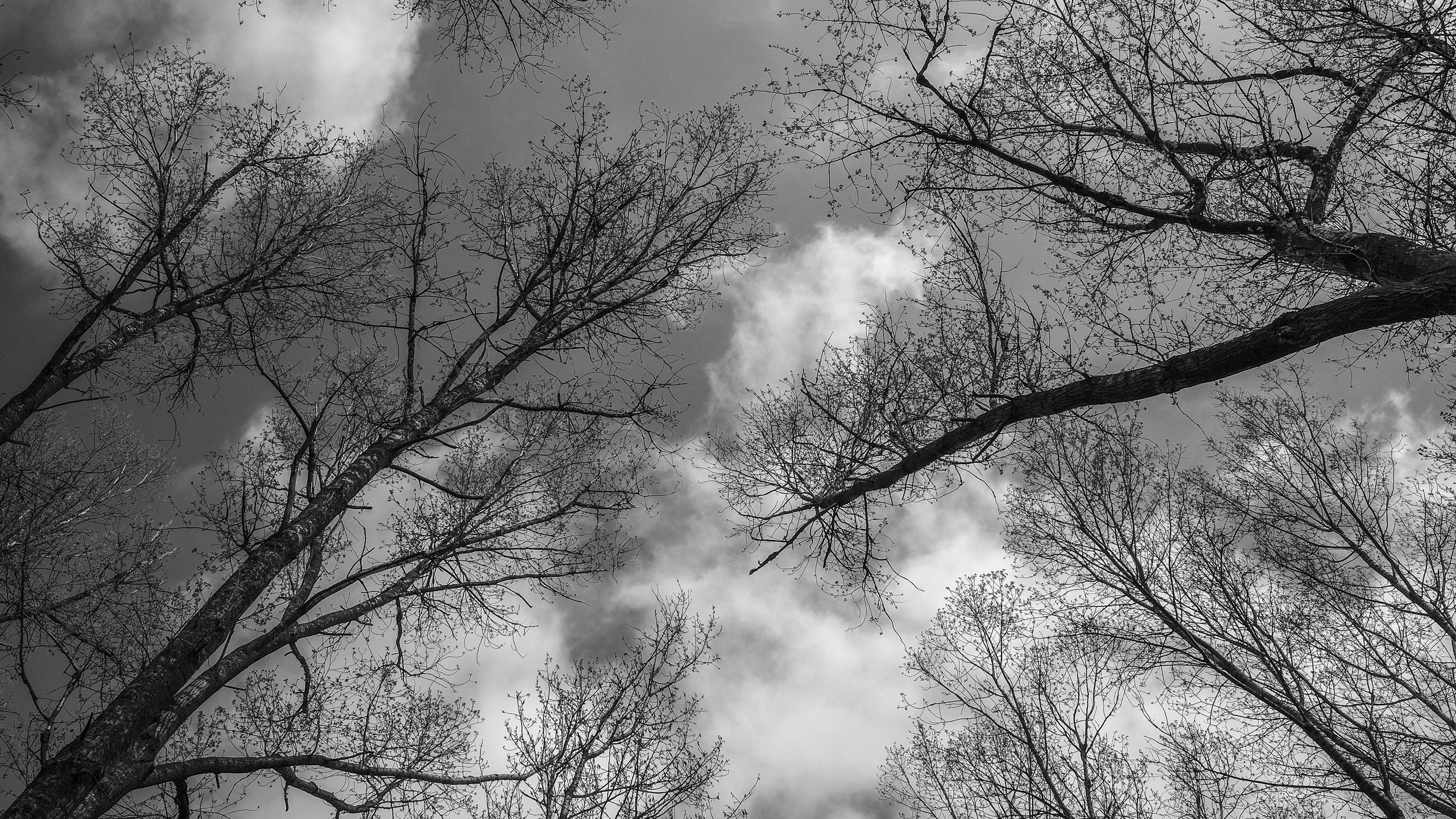 Обои небо, деревья, пейзаж, ветки, ветви, чёрно-белое, the sky, trees, landscape, branches, branch, black and white разрешение 4896x2760 Загрузить