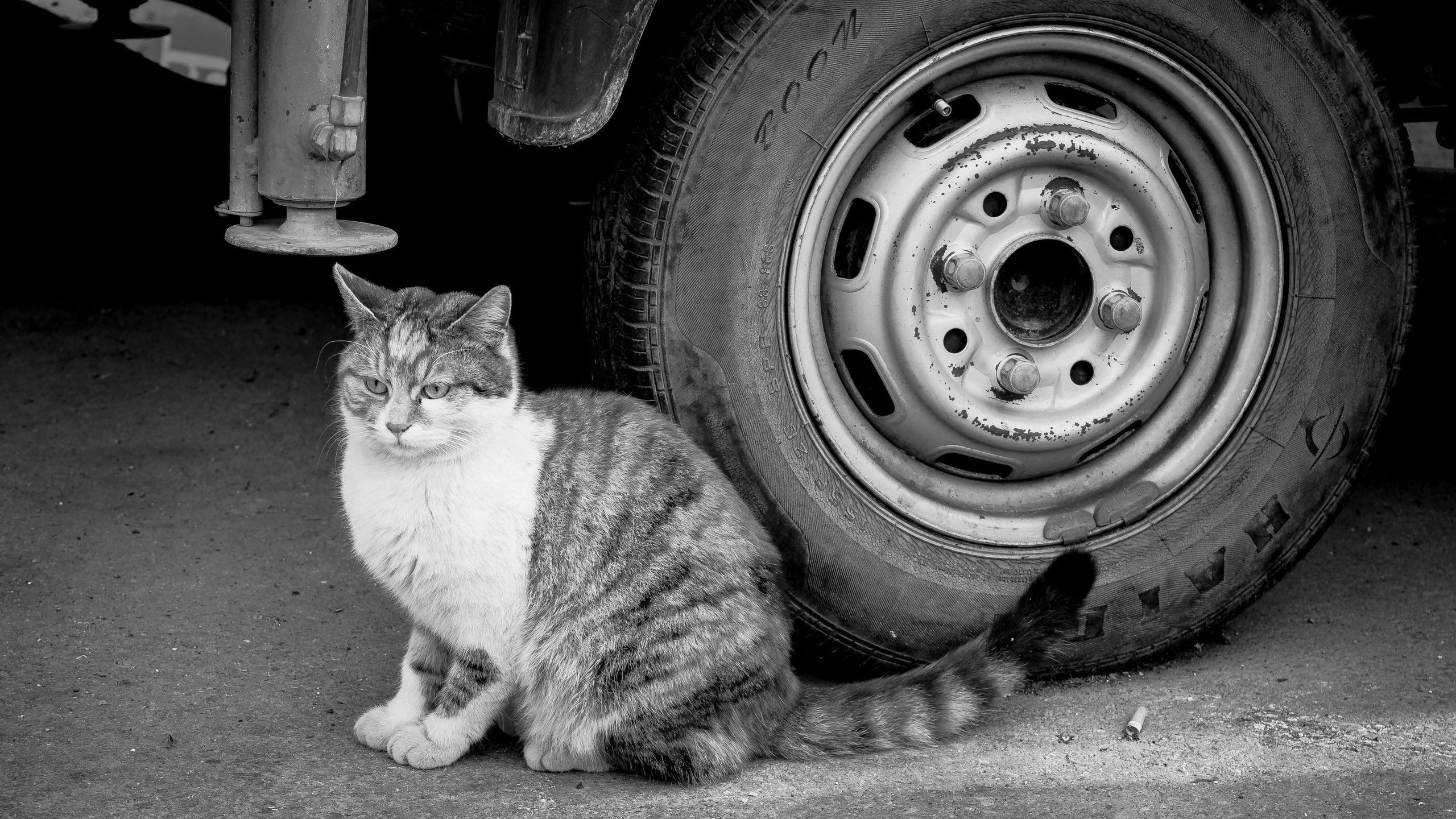 Обои глаза, фон, кот, кошка, взгляд, чёрно-белое, колесо, eyes, background, cat, look, black and white, wheel разрешение 6016x4000 Загрузить