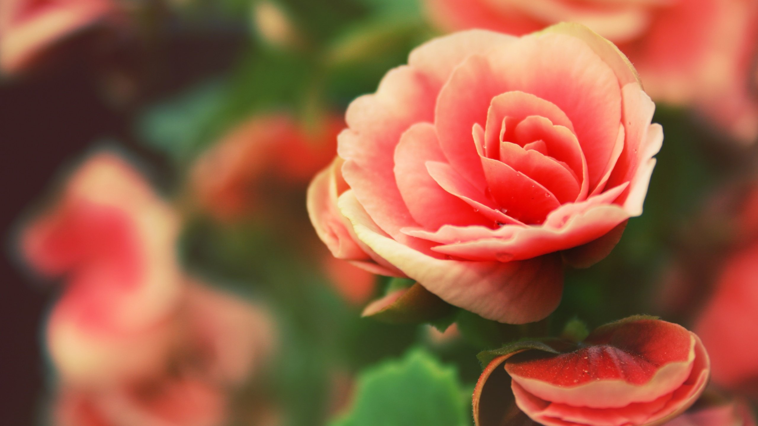 Обои цветы, лепестки, бегония, flowers, petals, begonia разрешение 3840x2160 Загрузить