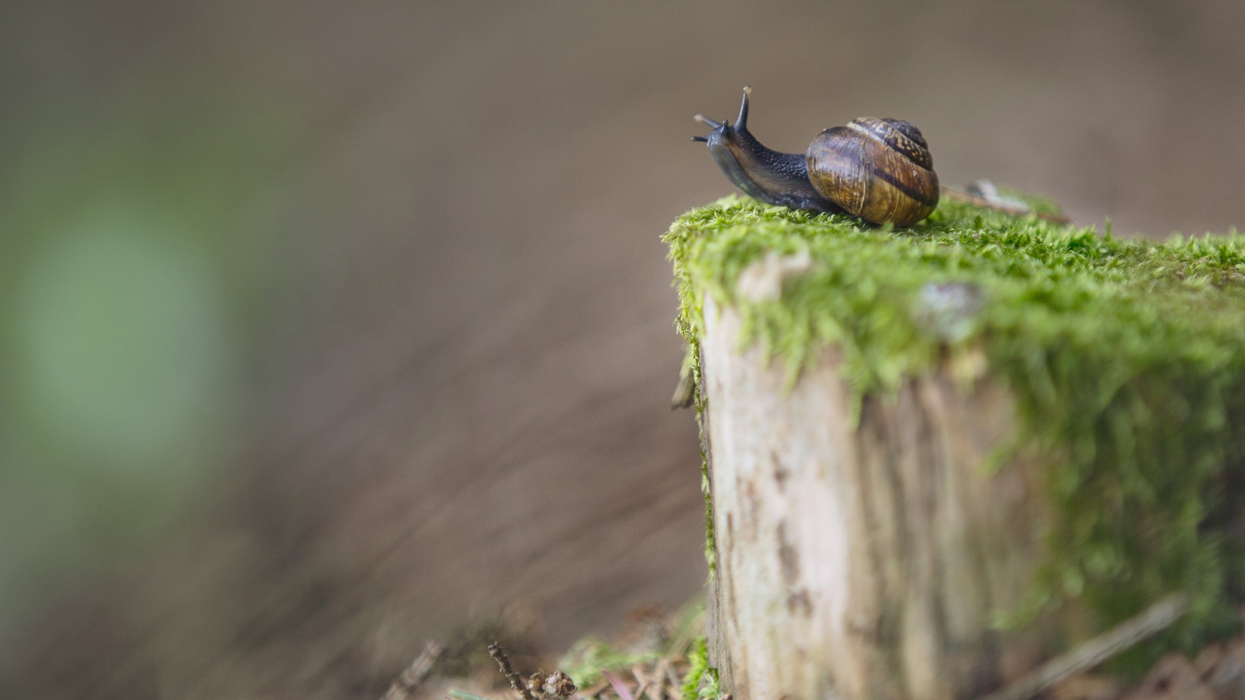 Обои размытость, мох, улитка, пень, blur, moss, snail, stump разрешение 3840x2400 Загрузить