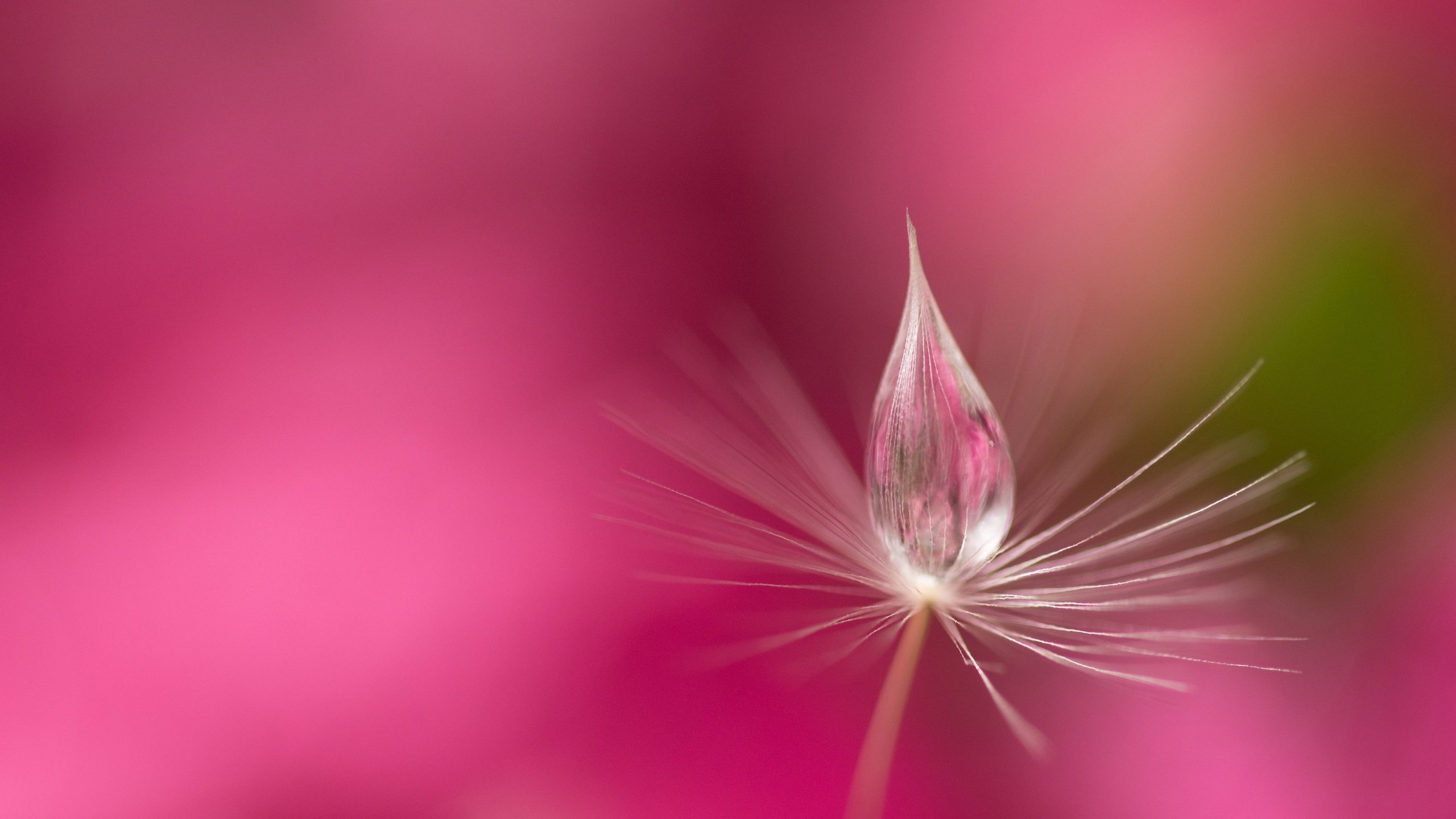 Обои вода, природа, роса, капля, розовый фон, былинка, water, nature, rosa, drop, pink background, blade of grass разрешение 6000x3760 Загрузить