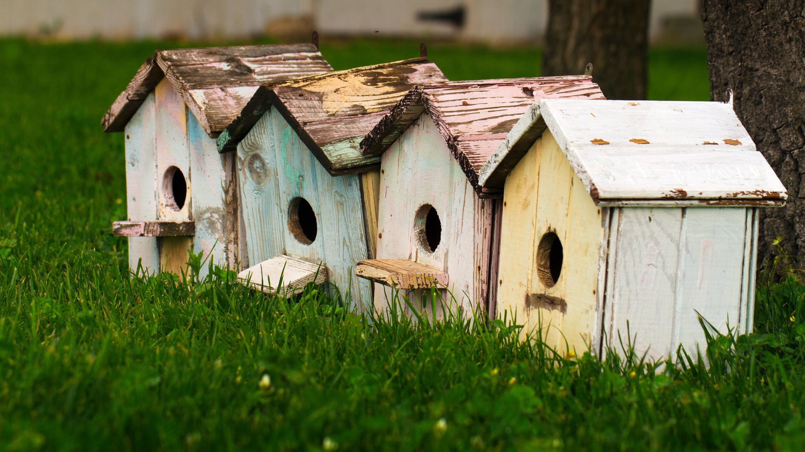 Обои трава, домики, крупный план, птичьи домики, скворечники, grass, houses, close-up, bird houses, birdhouses разрешение 5184x3192 Загрузить