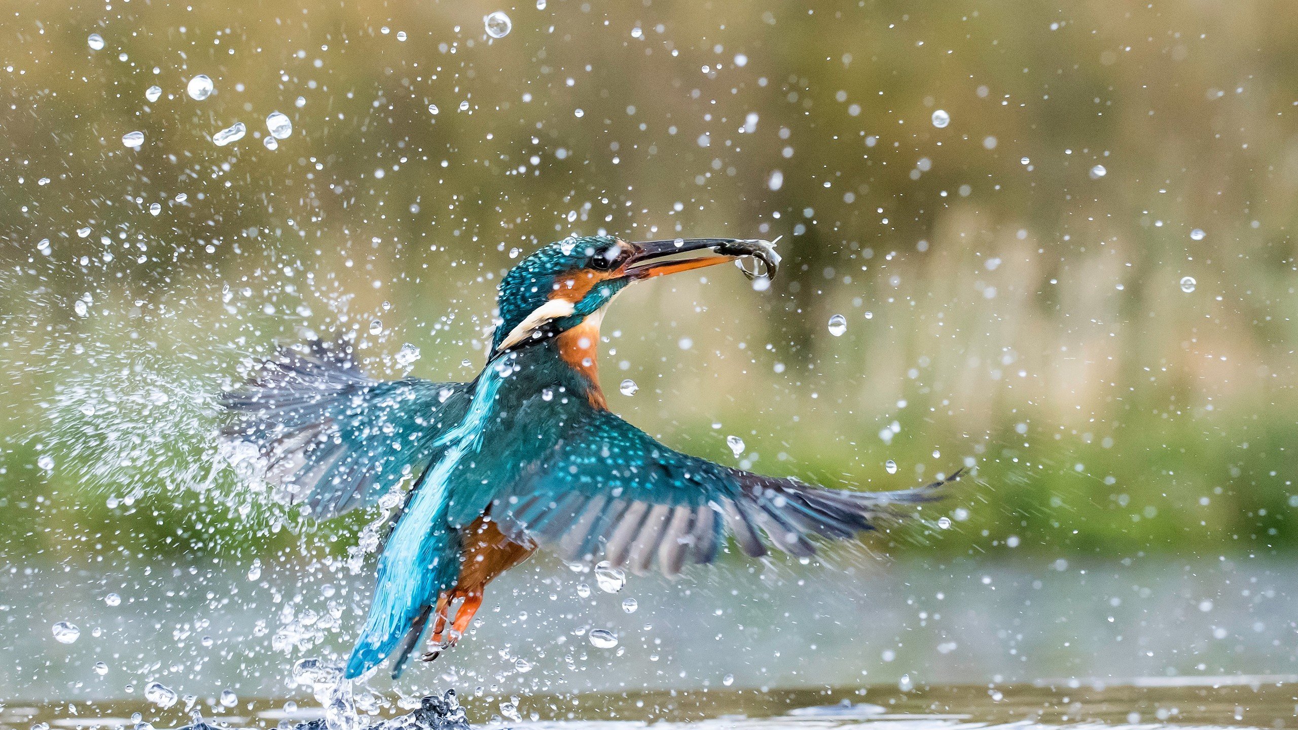 Обои вода, брызги, птица, рыбка, зимородок, water, squirt, bird, fish, kingfisher разрешение 2560x1600 Загрузить