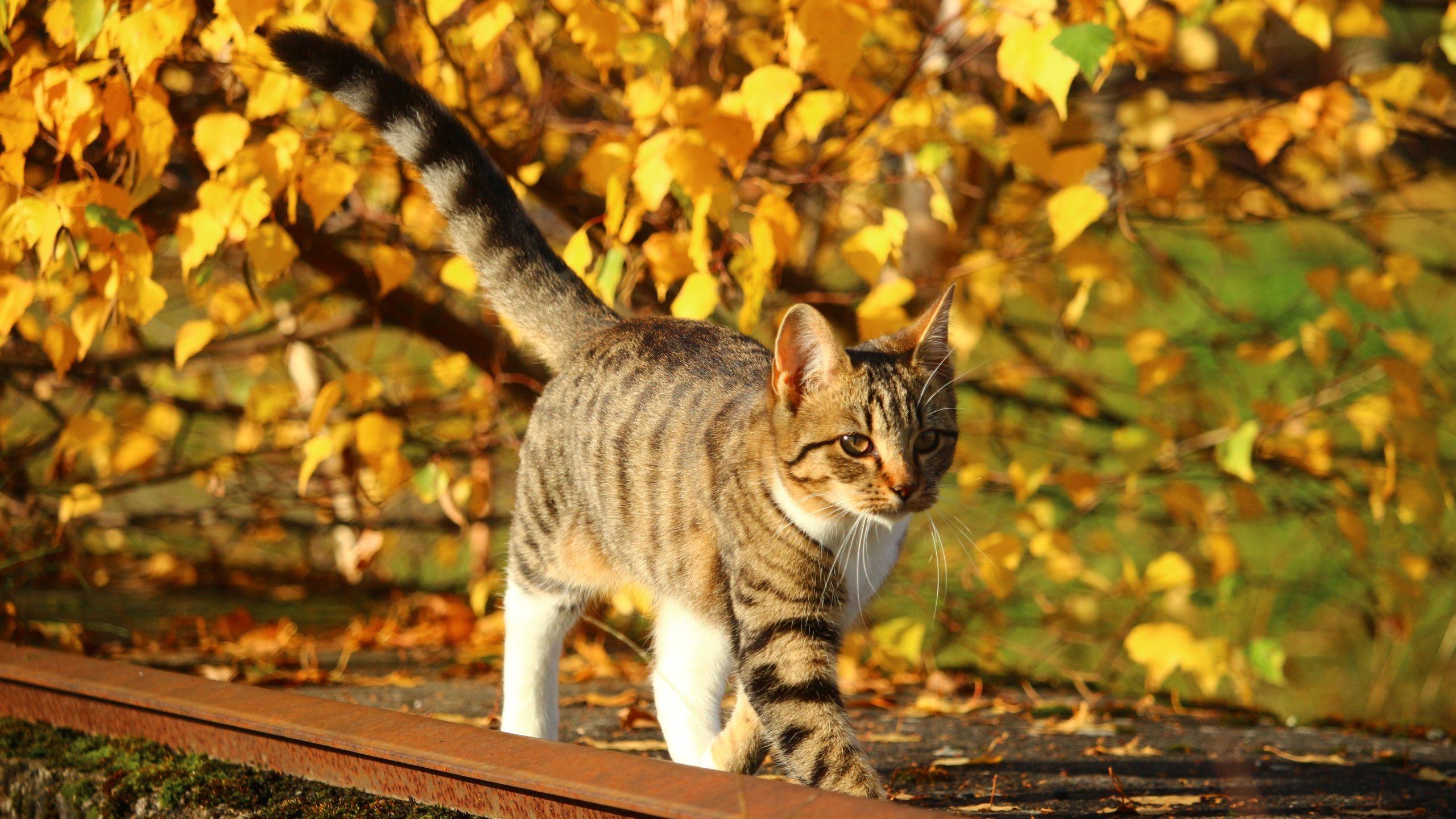 Обои природа, листья, кот, листва, кошка, осень, котенок, nature, leaves, cat, foliage, autumn, kitty разрешение 5184x3456 Загрузить