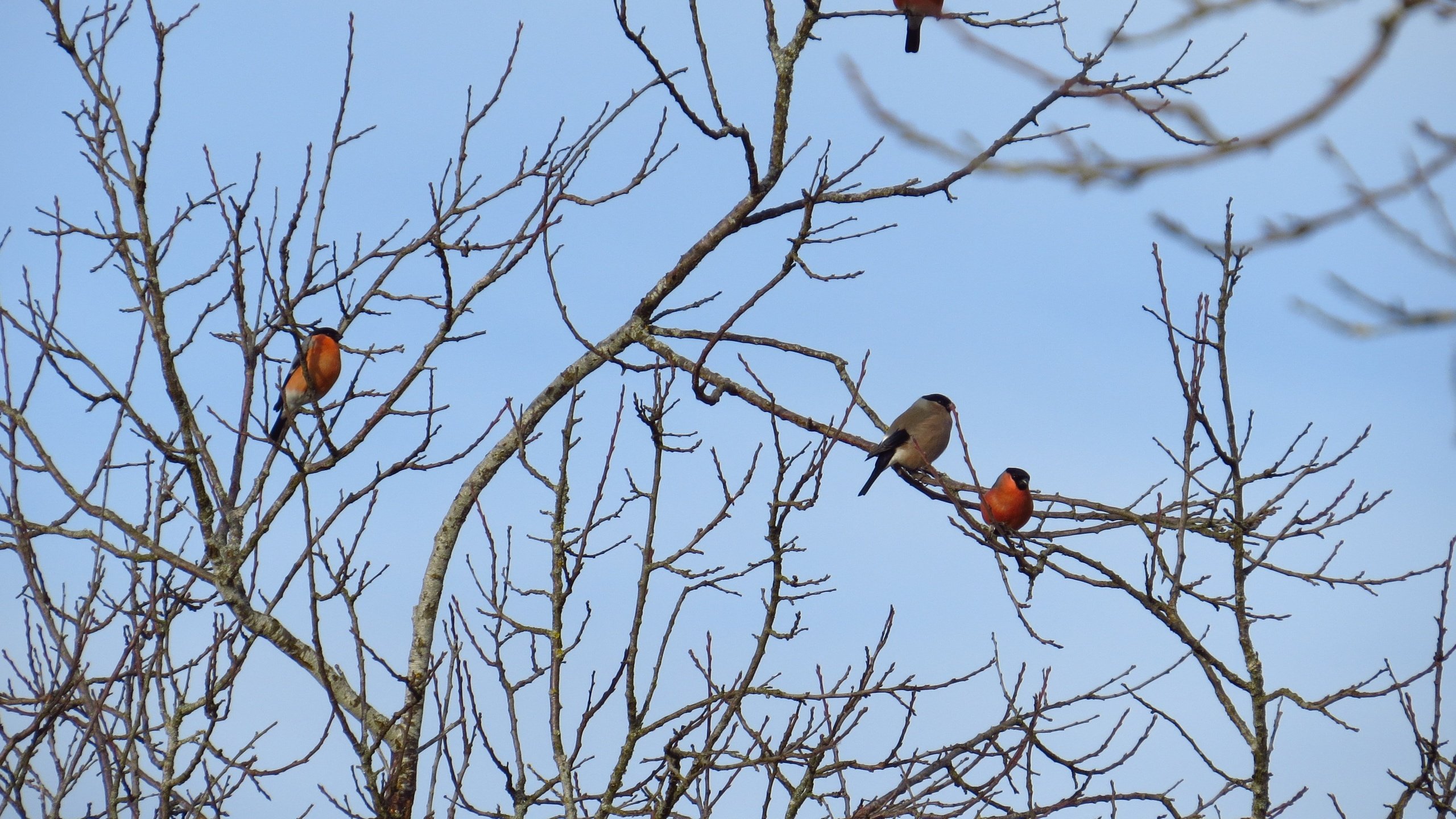 Обои небо, дерево, ветки, птицы, снегирь, снегири, the sky, tree, branches, birds, bullfinch, bullfinches разрешение 3603x2664 Загрузить